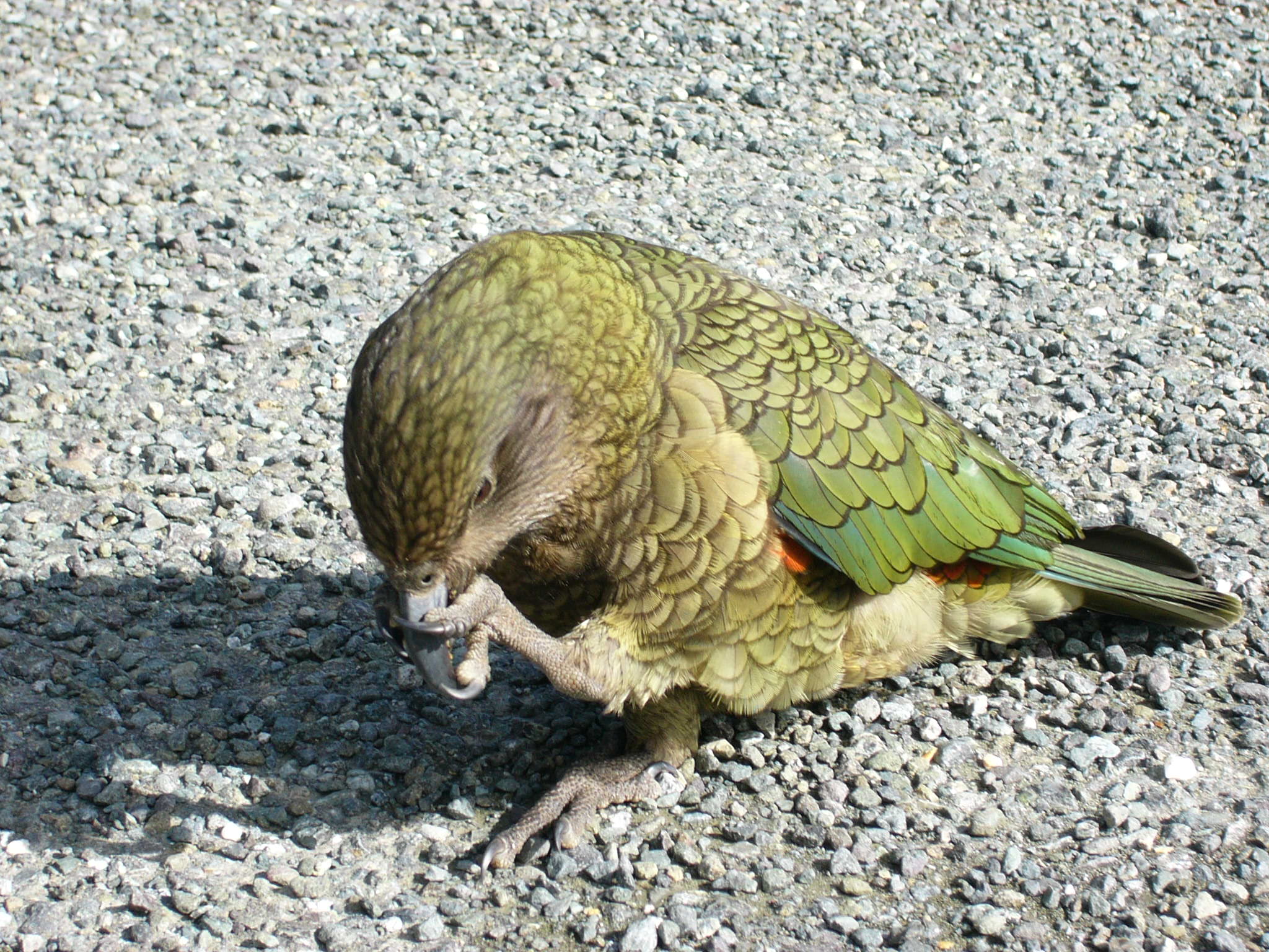 Name:  pics 174.jpg
Views: 400
Size:  579.3 KB