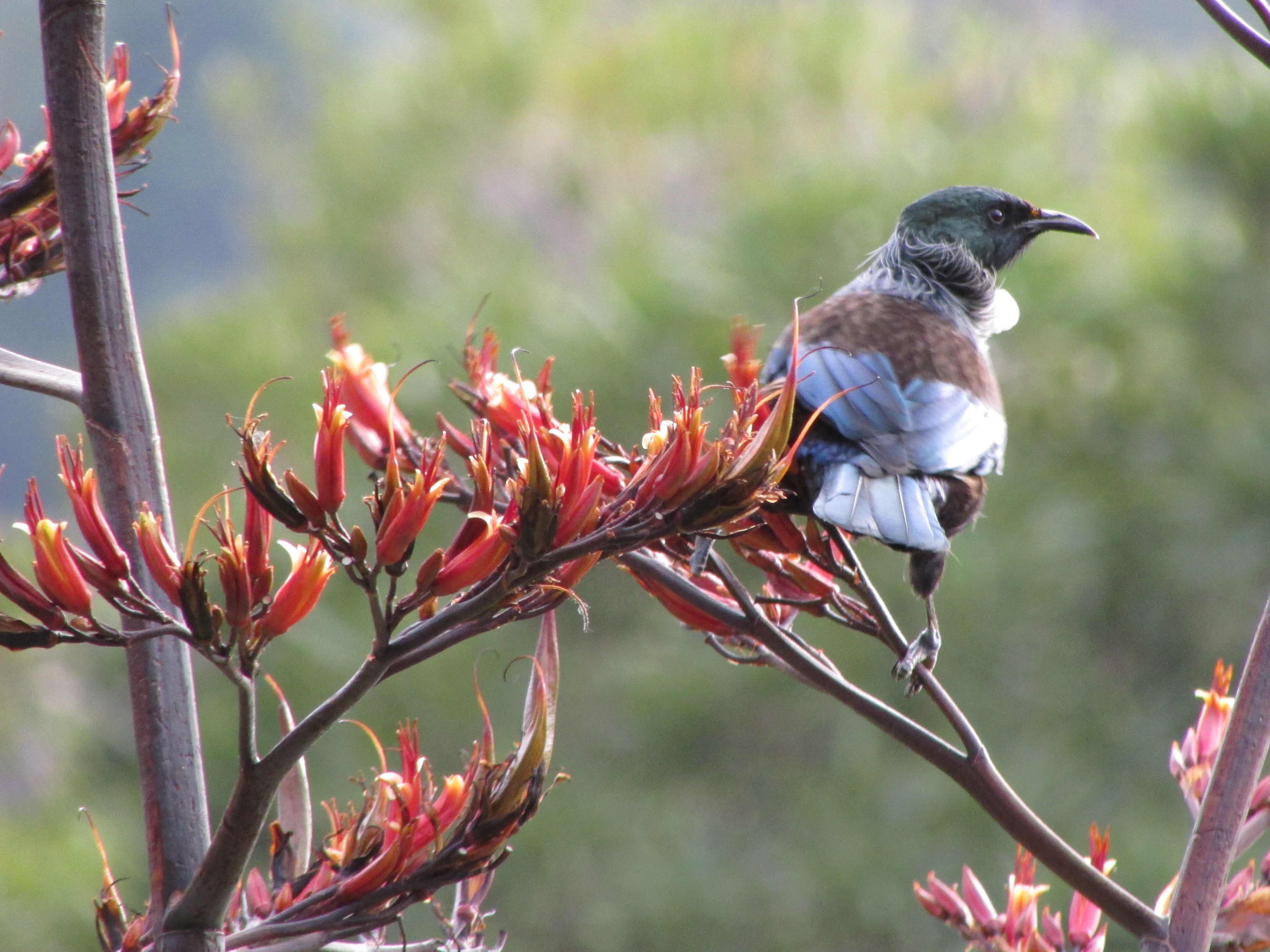 Name:  tui 002.JPG
Views: 328
Size:  3.49 MB