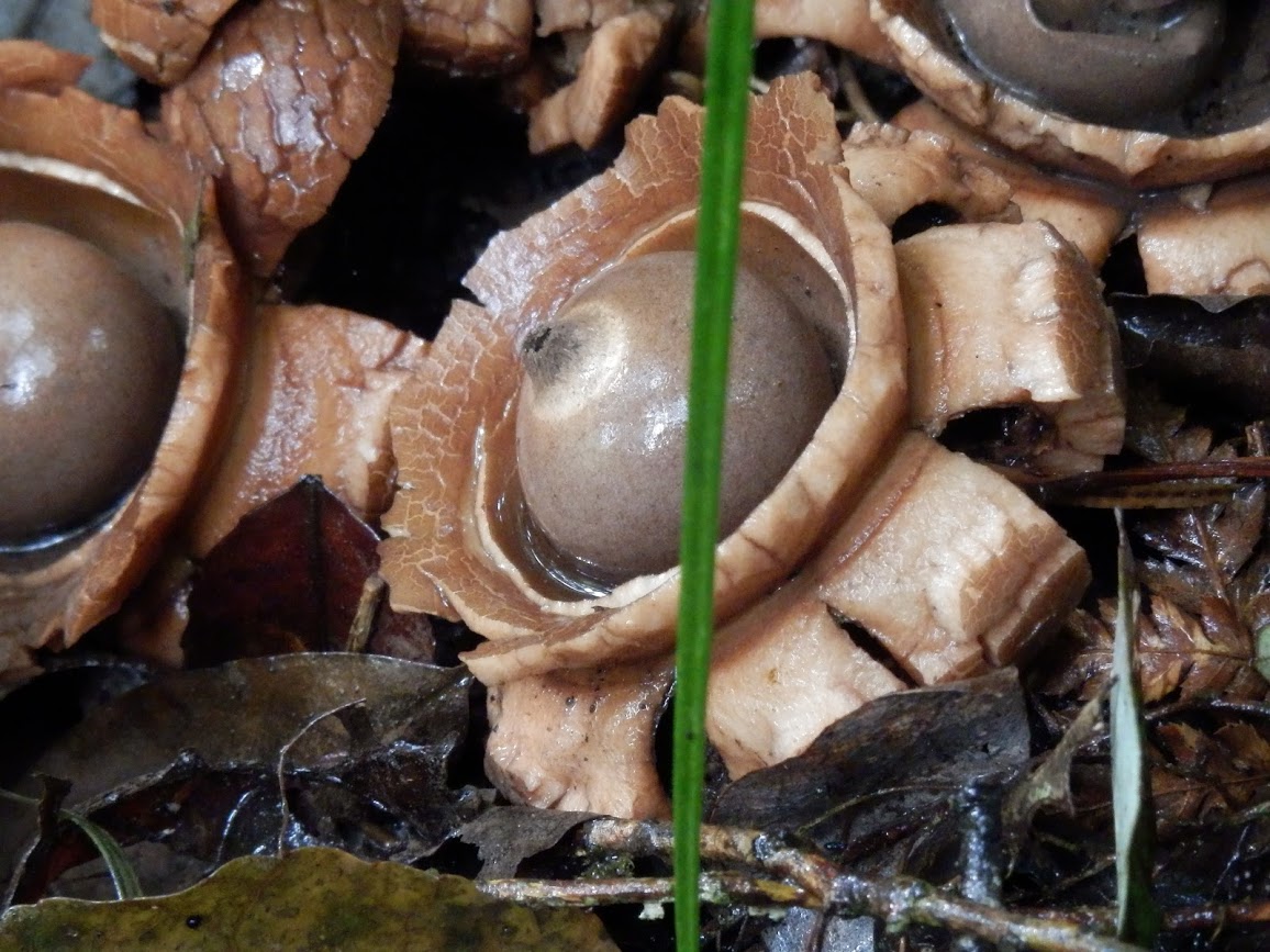 Name:  Strange fungi.JPG
Views: 436
Size:  208.0 KB