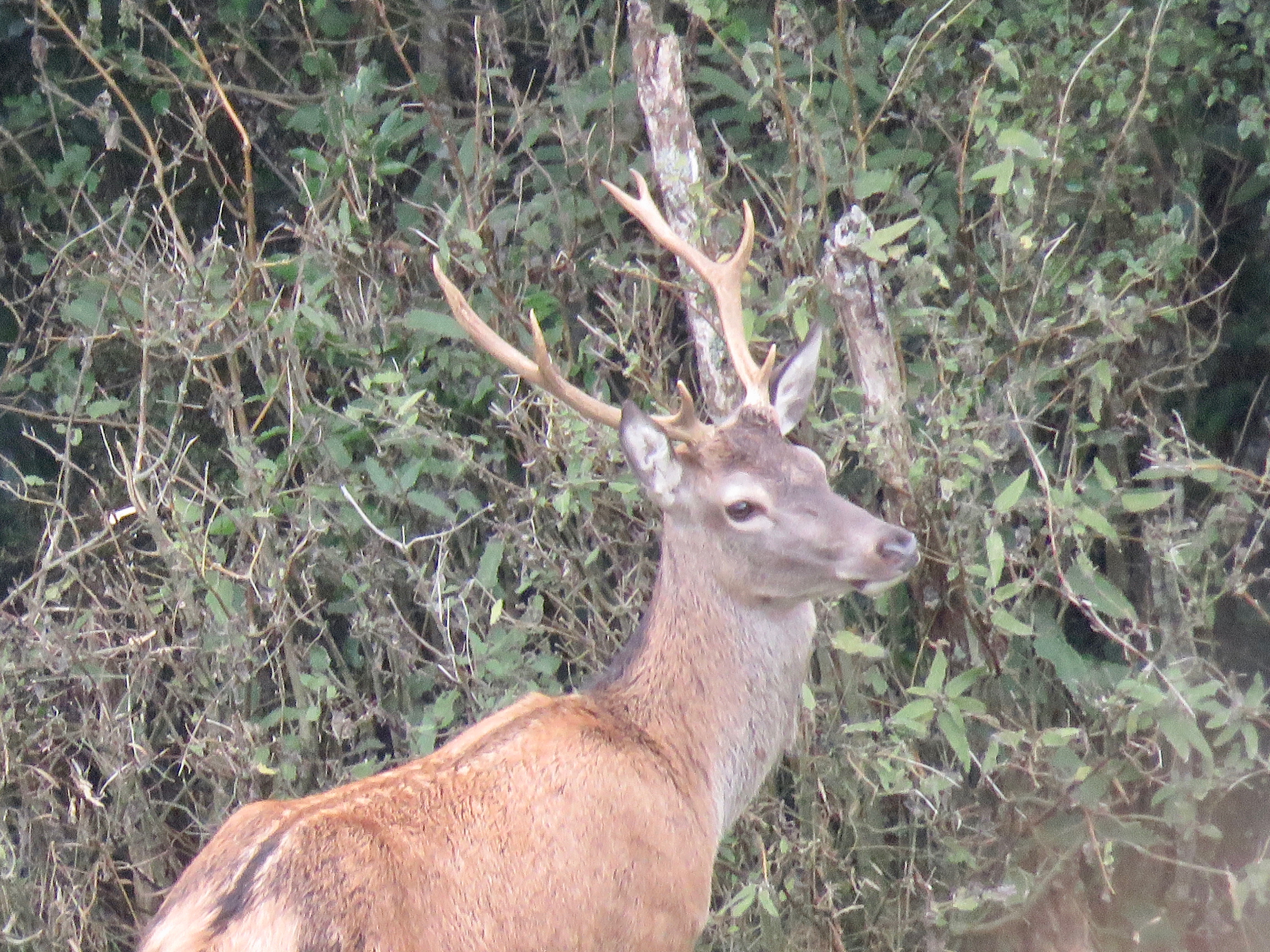 Name:  IMG_4524.jpeg
Views: 798
Size:  3.89 MB