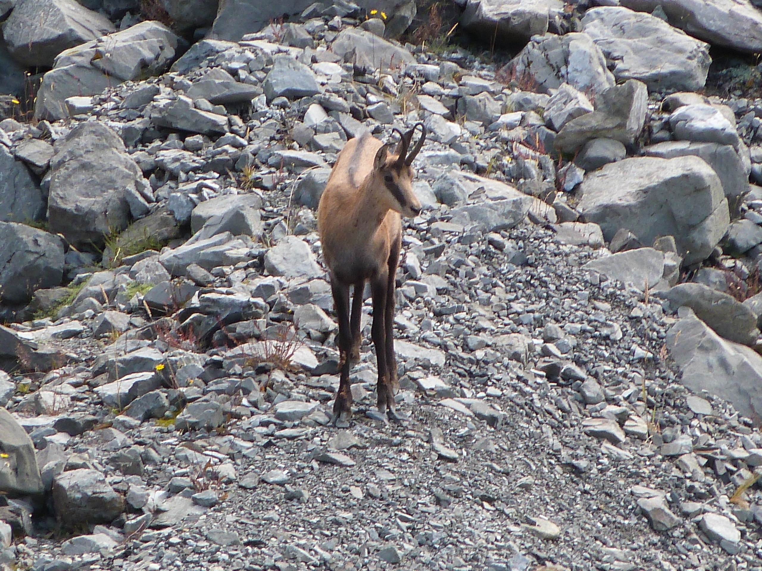 Name:  P1030775.JPG
Views: 700
Size:  3.07 MB