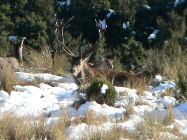 Name:  roar09 018.jpg
Views: 442
Size:  145.6 KB