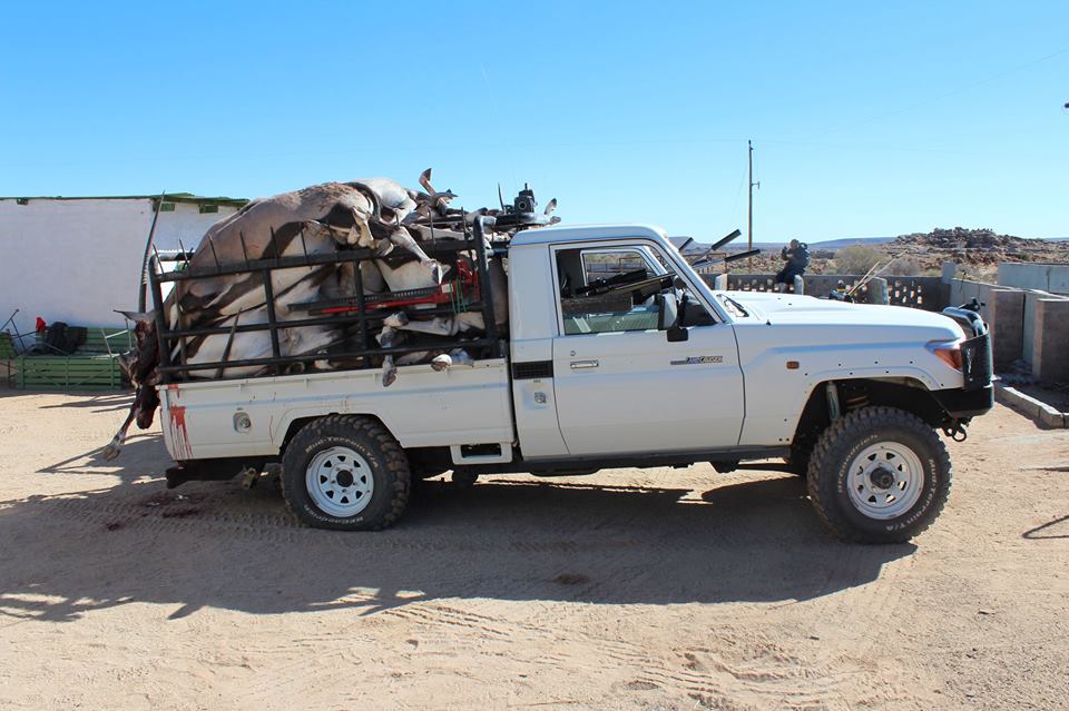 Name:  Gemsbok.jpg
Views: 169
Size:  92.4 KB