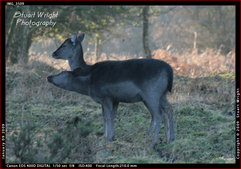 Name:  Tasmanian Fallow.jpg
Views: 1311
Size:  85.2 KB