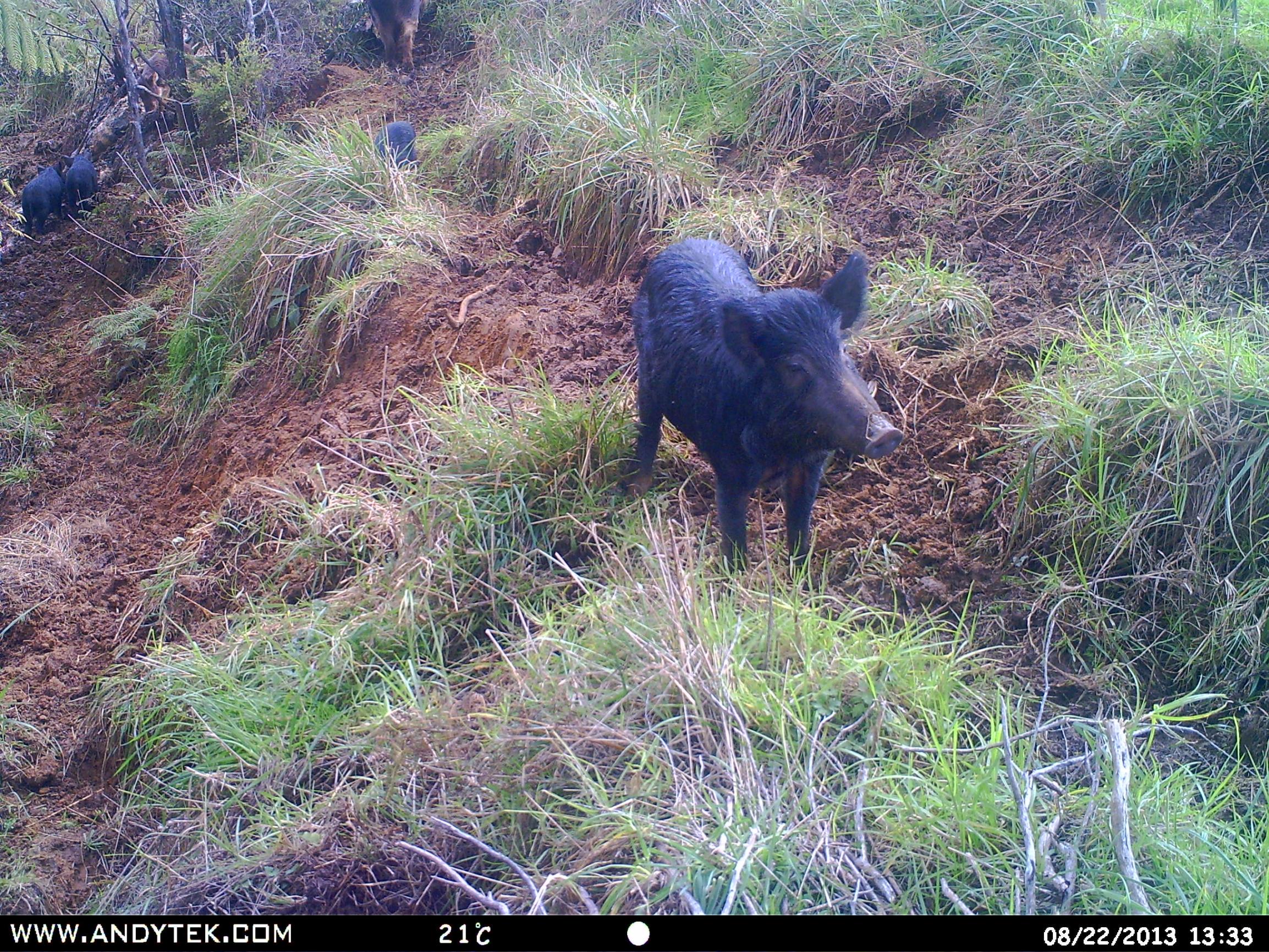 Name:  Back p sow.jpg
Views: 1361
Size:  1,023.1 KB