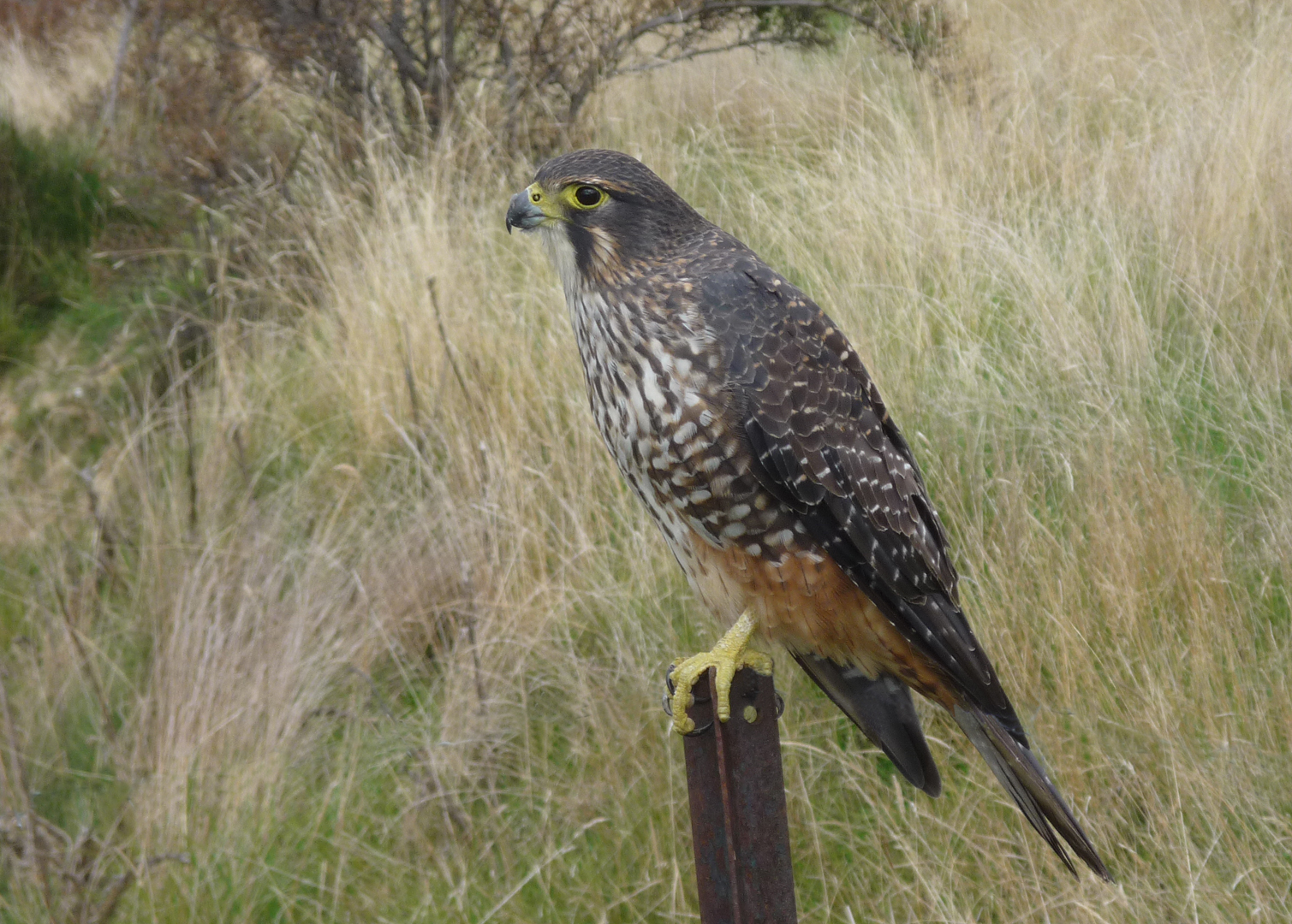 Name:  Falcon.jpg
Views: 368
Size:  1.19 MB