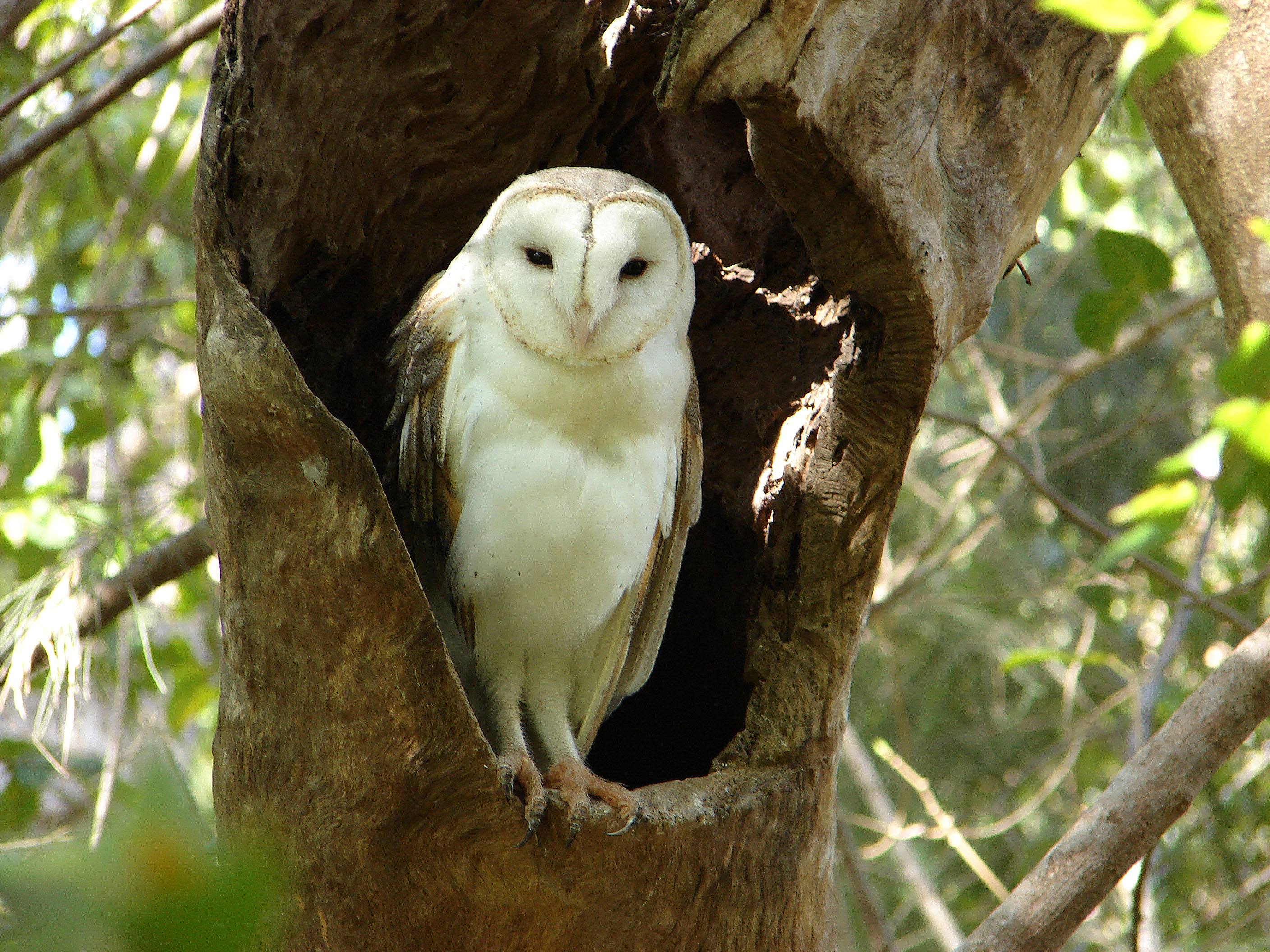 Name:  Barn Owl.jpg
Views: 366
Size:  1.12 MB
