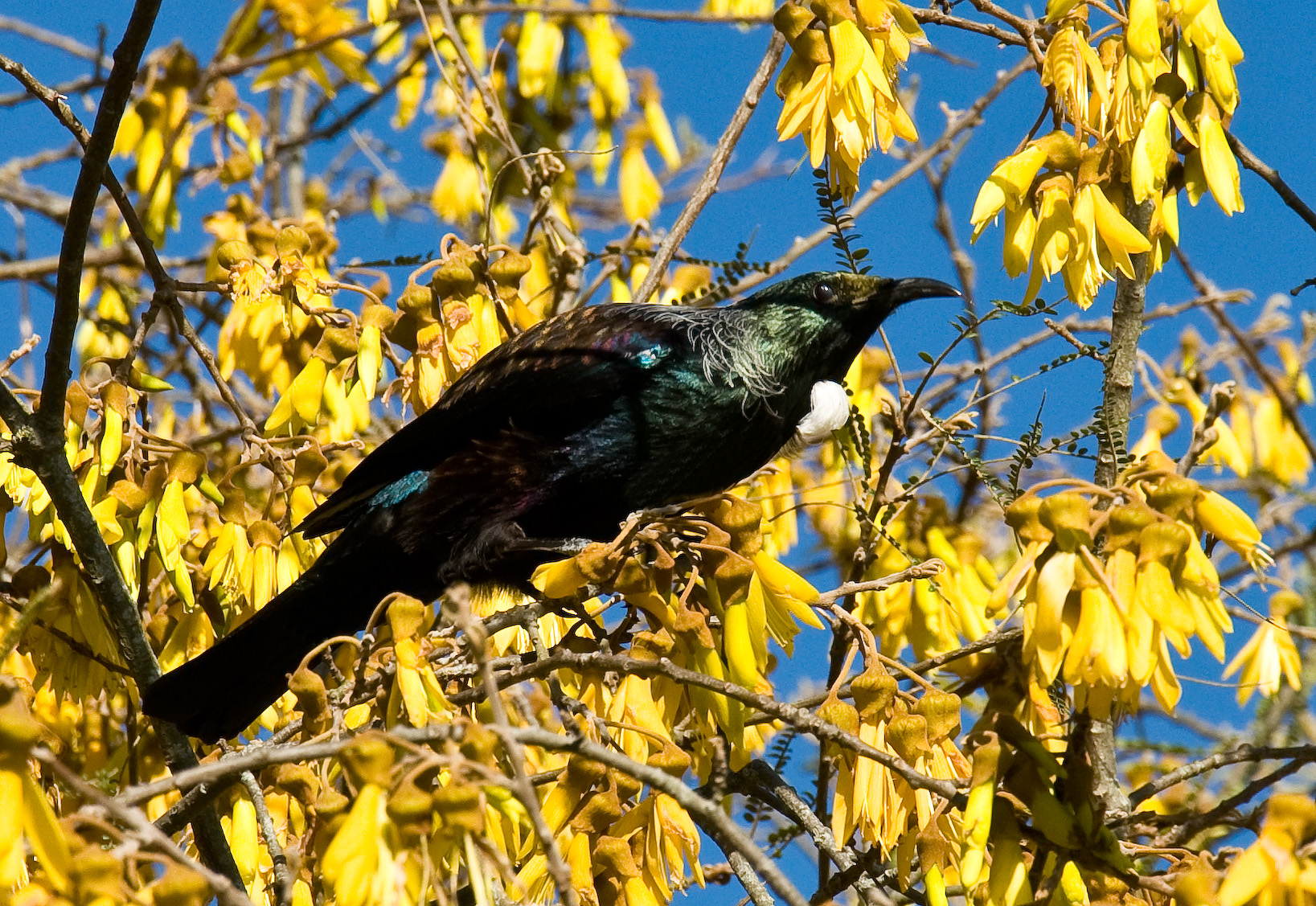 Name:  Tui.jpg
Views: 372
Size:  1,009.6 KB