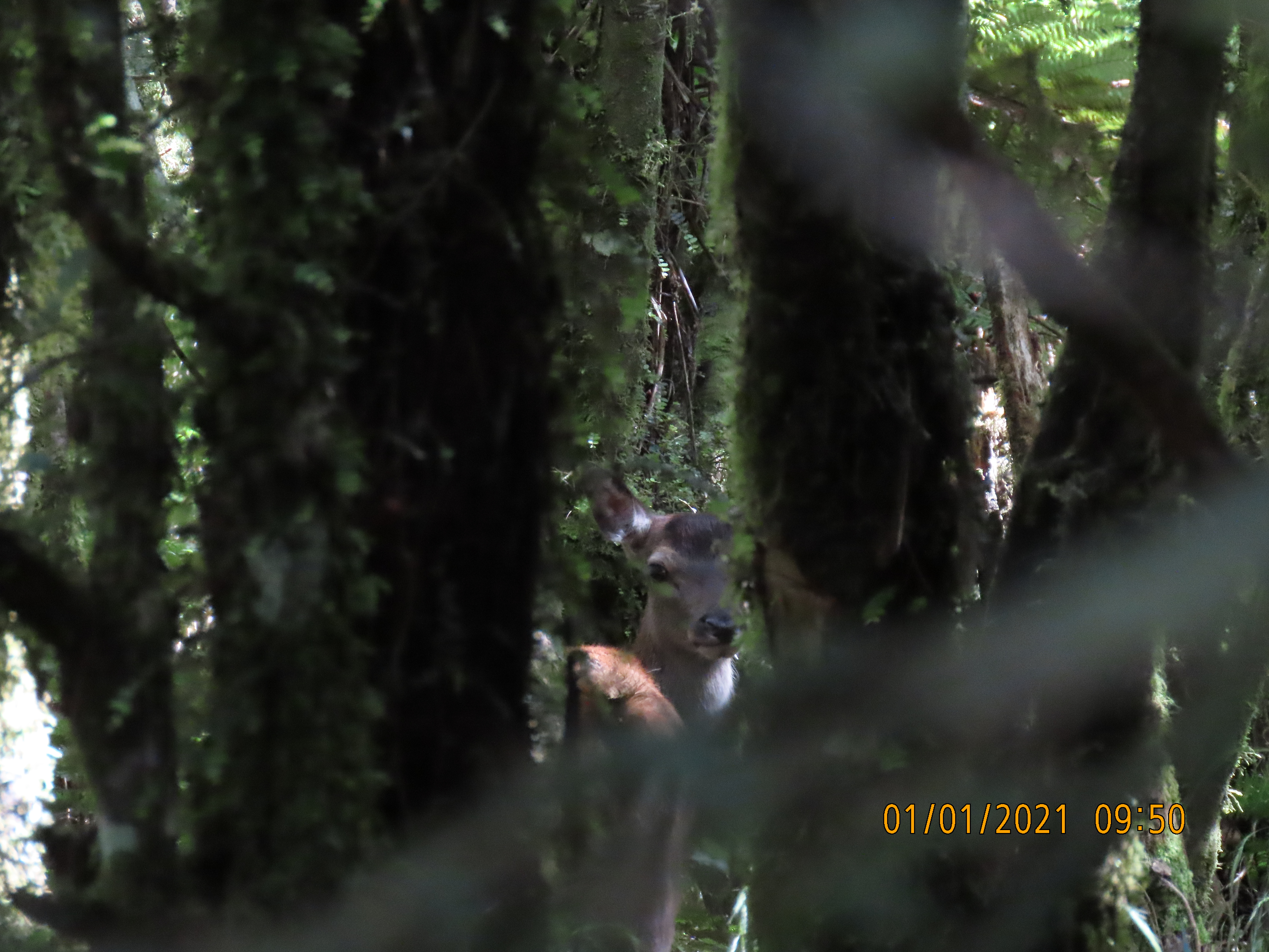 Name:  PIRIPIRI 21 017.JPG
Views: 653
Size:  6.46 MB
