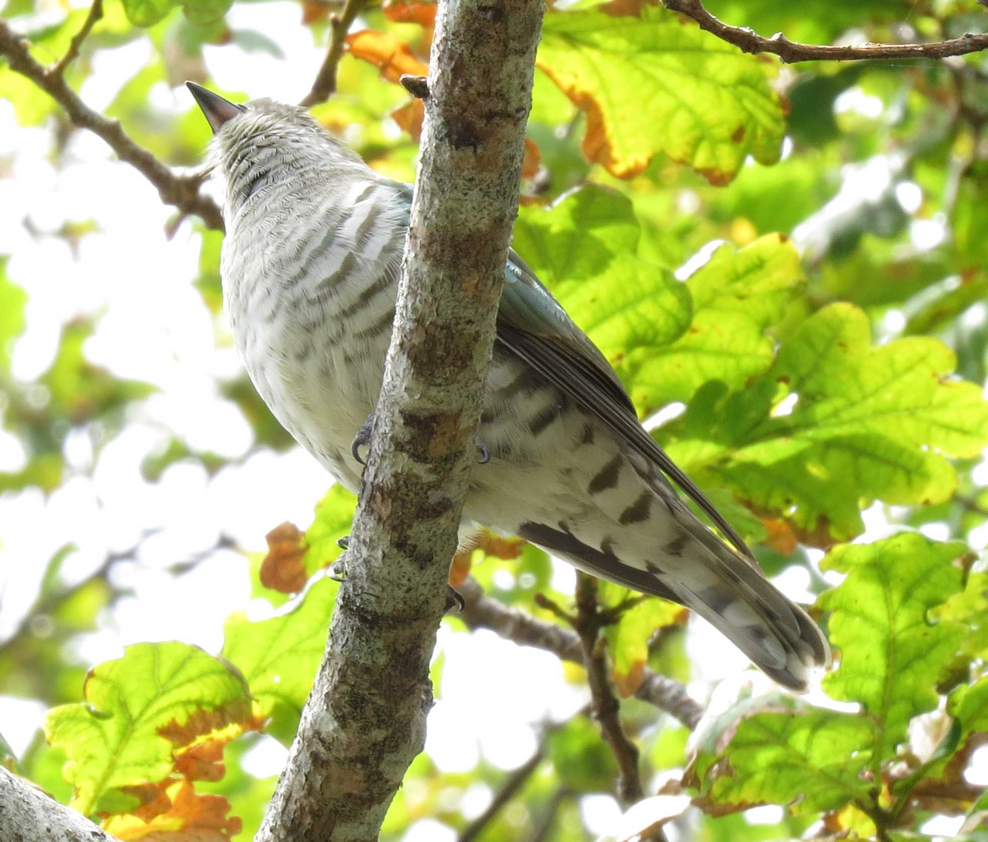 Name:  shining cuckoo I.jpg
Views: 208
Size:  224.7 KB