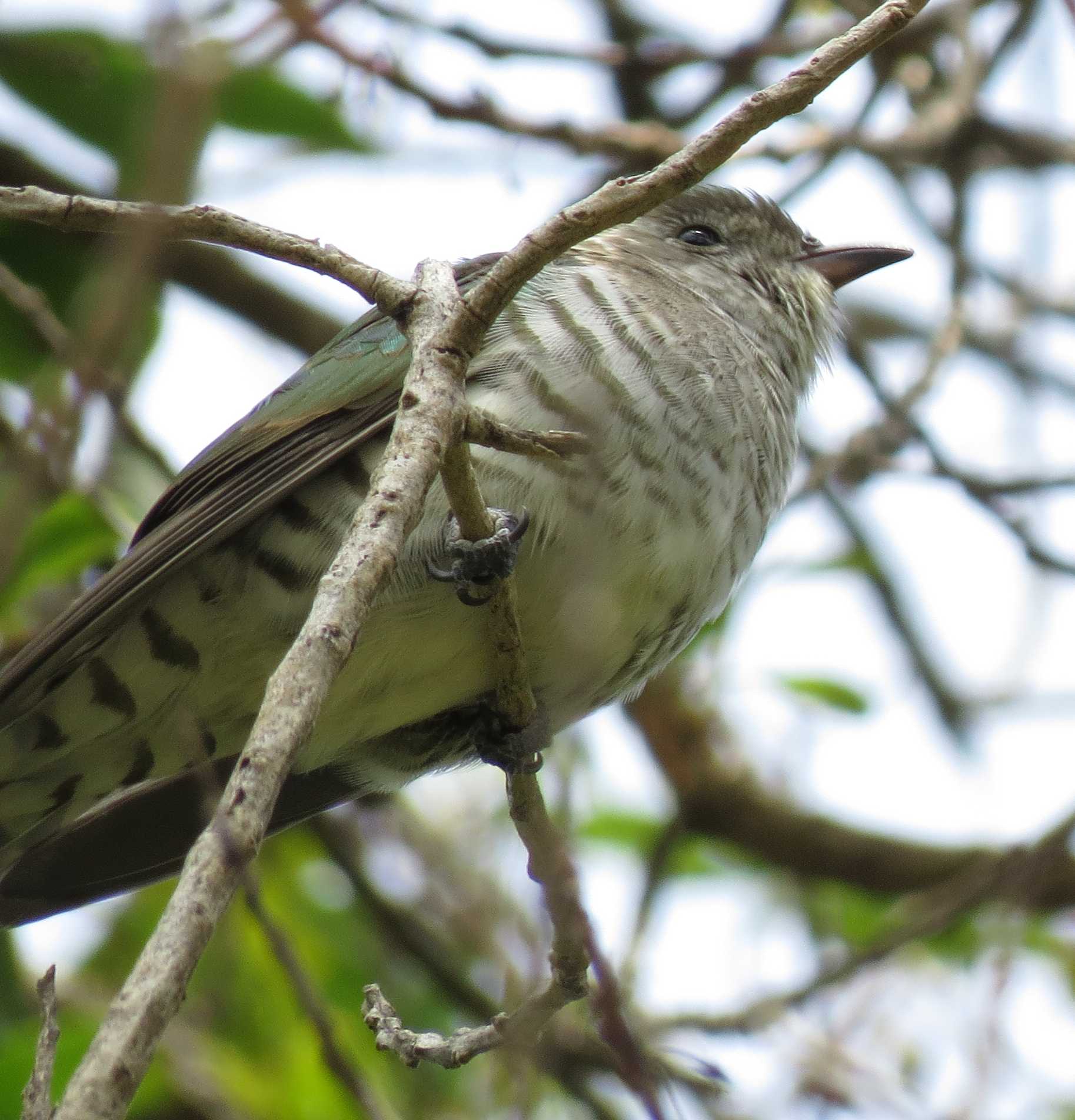 Name:  shining cuckoo II.jpg
Views: 200
Size:  233.9 KB