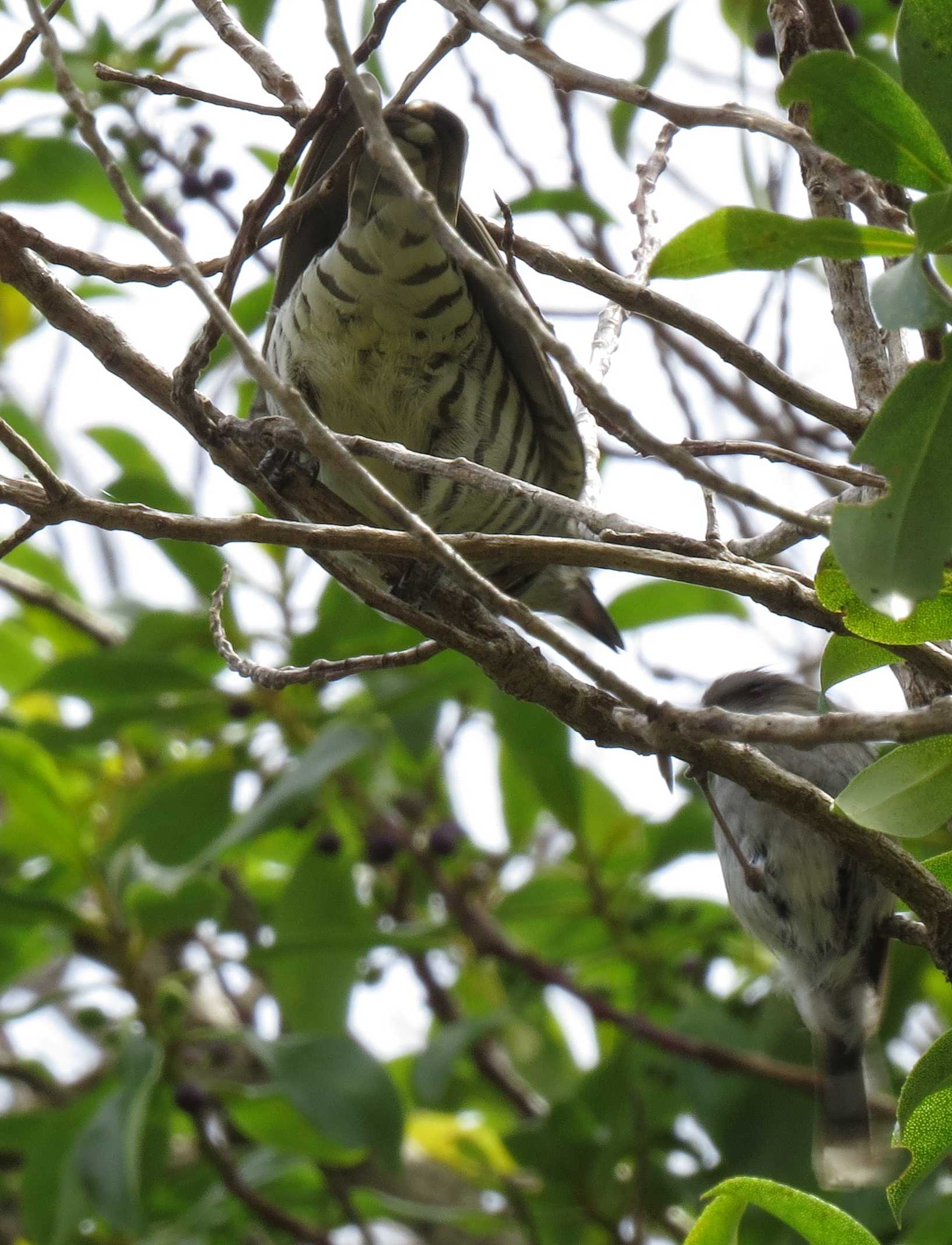 Name:  shining cuckoo III.jpg
Views: 207
Size:  253.1 KB