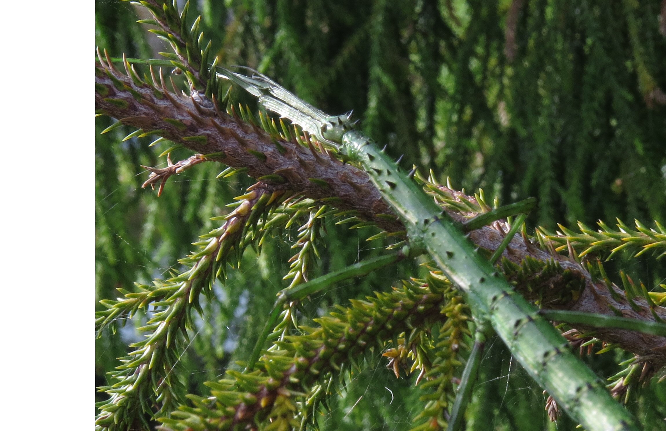 Name:  spiny green.jpg
Views: 258
Size:  586.7 KB