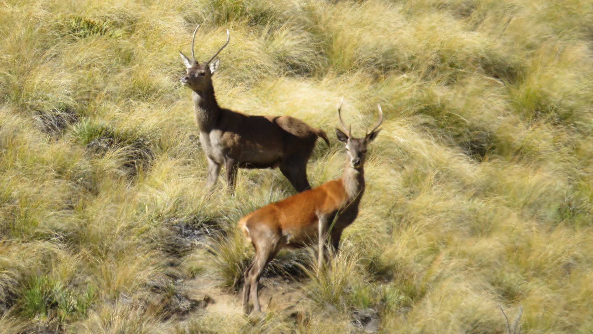 Name:  2 stags2.JPG
Views: 397
Size:  756.9 KB