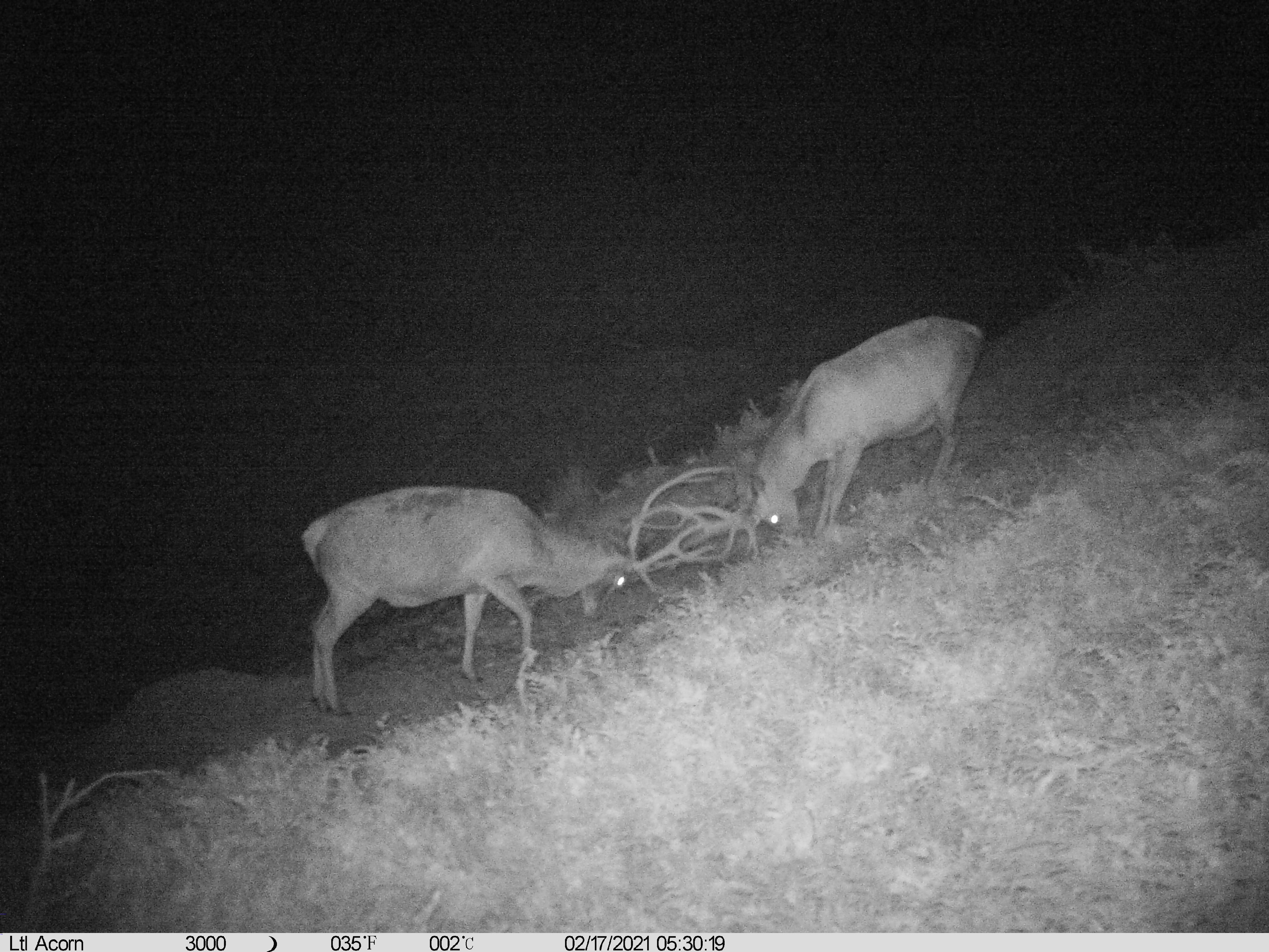 Name:  stags clashing antlers.JPG
Views: 460
Size:  1.65 MB