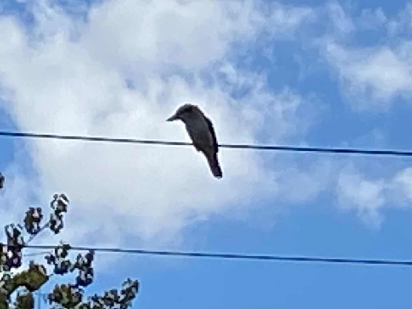 Name:  Kookaburra.jpg
Views: 295
Size:  123.3 KB