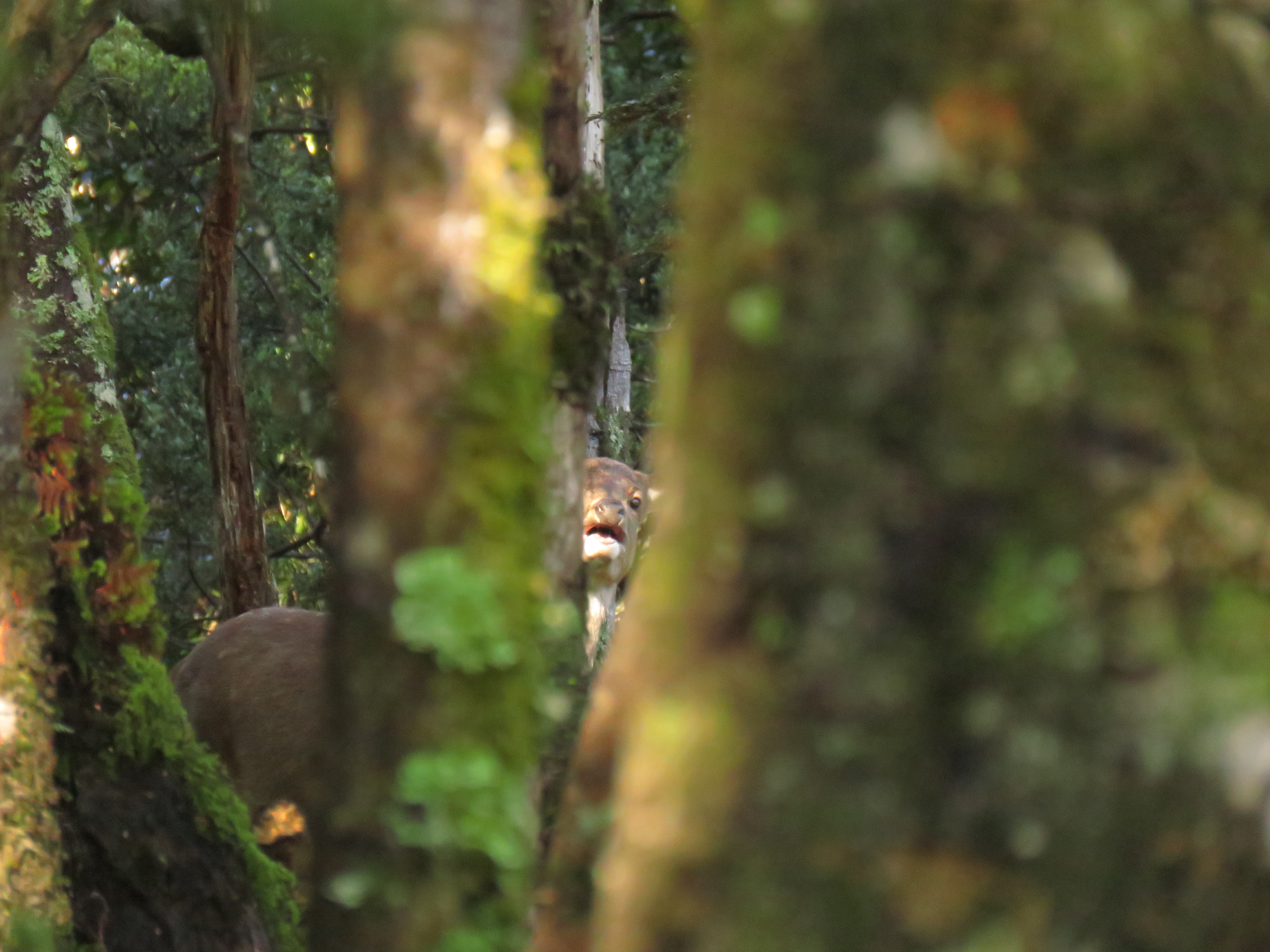 Name:  20200528121106.JPG
Views: 795
Size:  7.12 MB