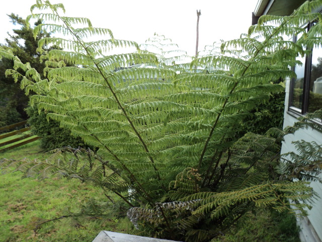 Name:  picture 2480.jpg
Views: 360
Size:  164.4 KB