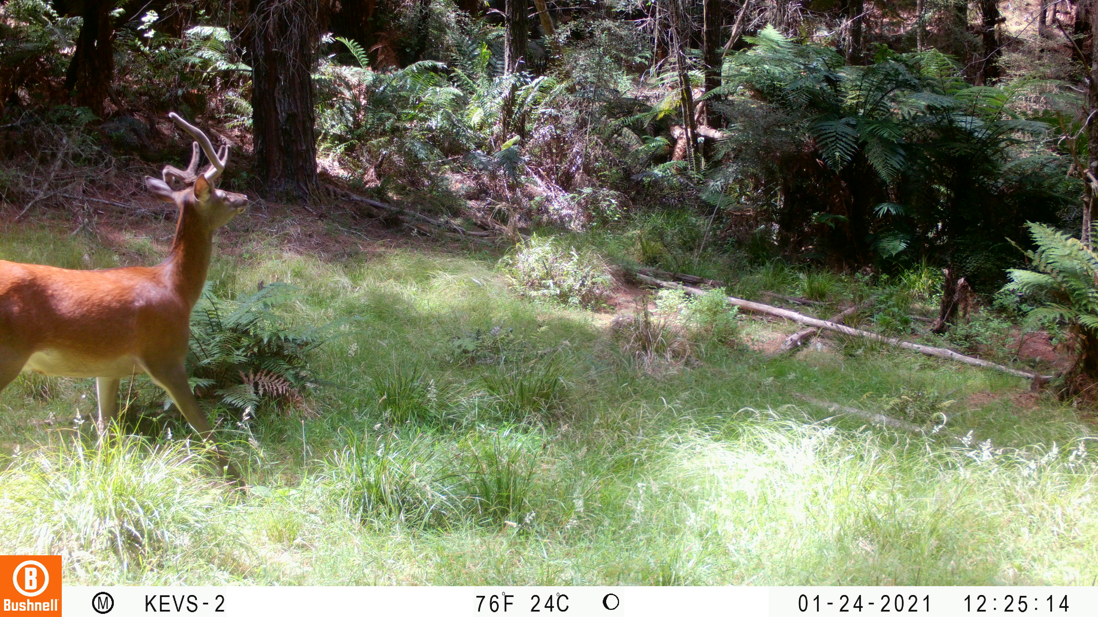 Name:  Bent antler.JPG
Views: 491
Size:  3.48 MB