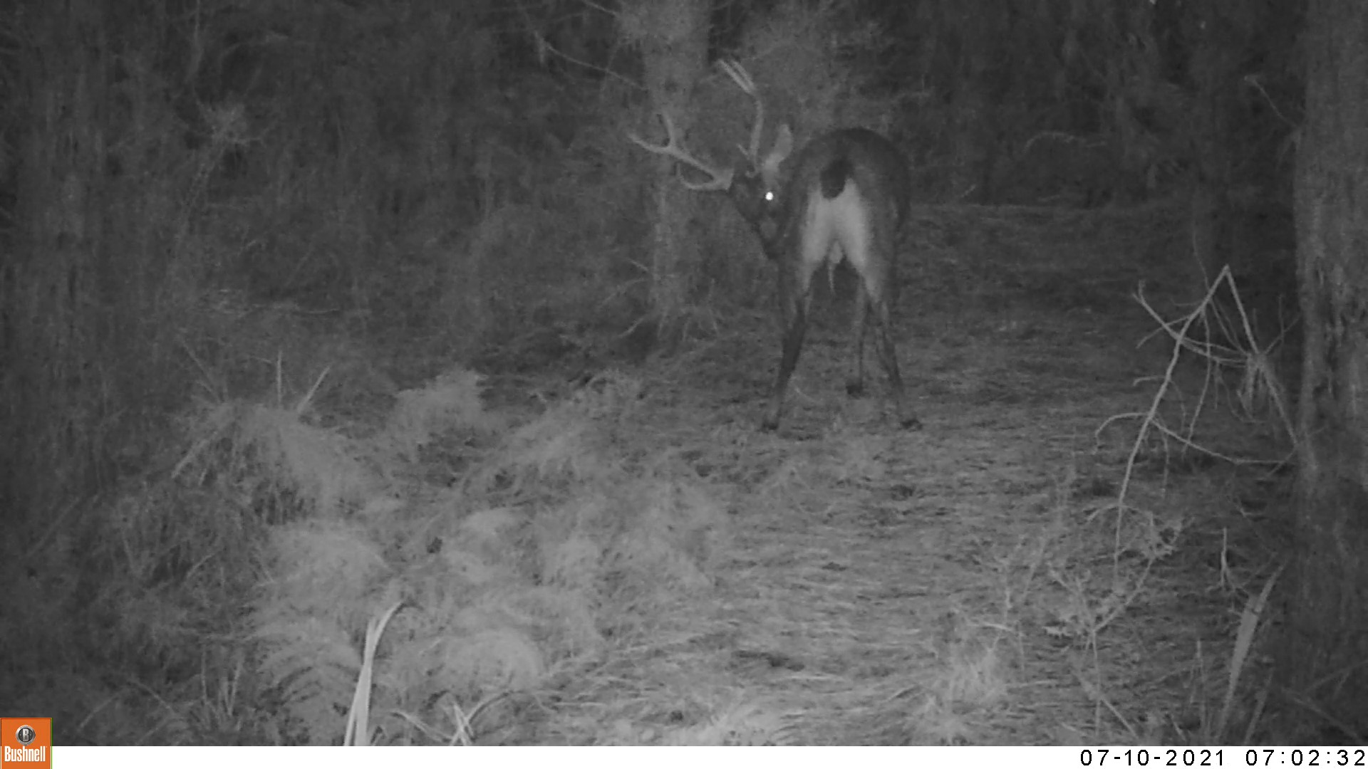 Name:  Let the rut begin.jpg
Views: 784
Size:  2.36 MB