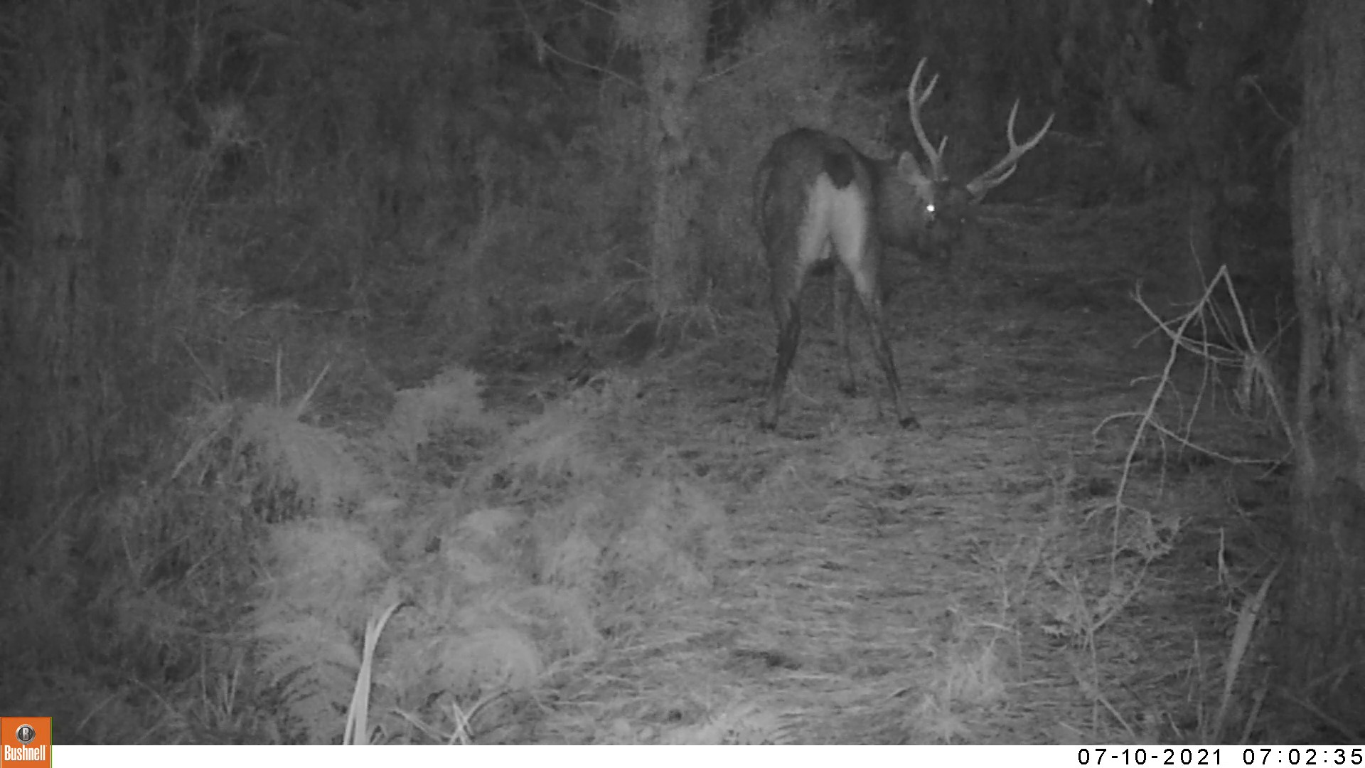 Name:  Samba stag.jpg
Views: 833
Size:  2.38 MB