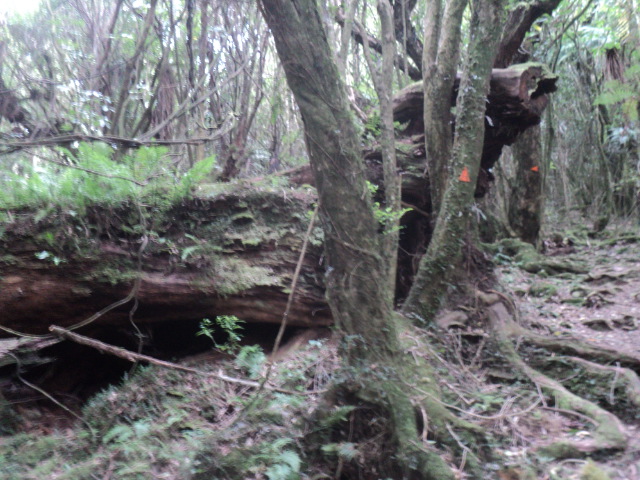 Name:  picture 01 3697.jpg
Views: 281
Size:  163.1 KB