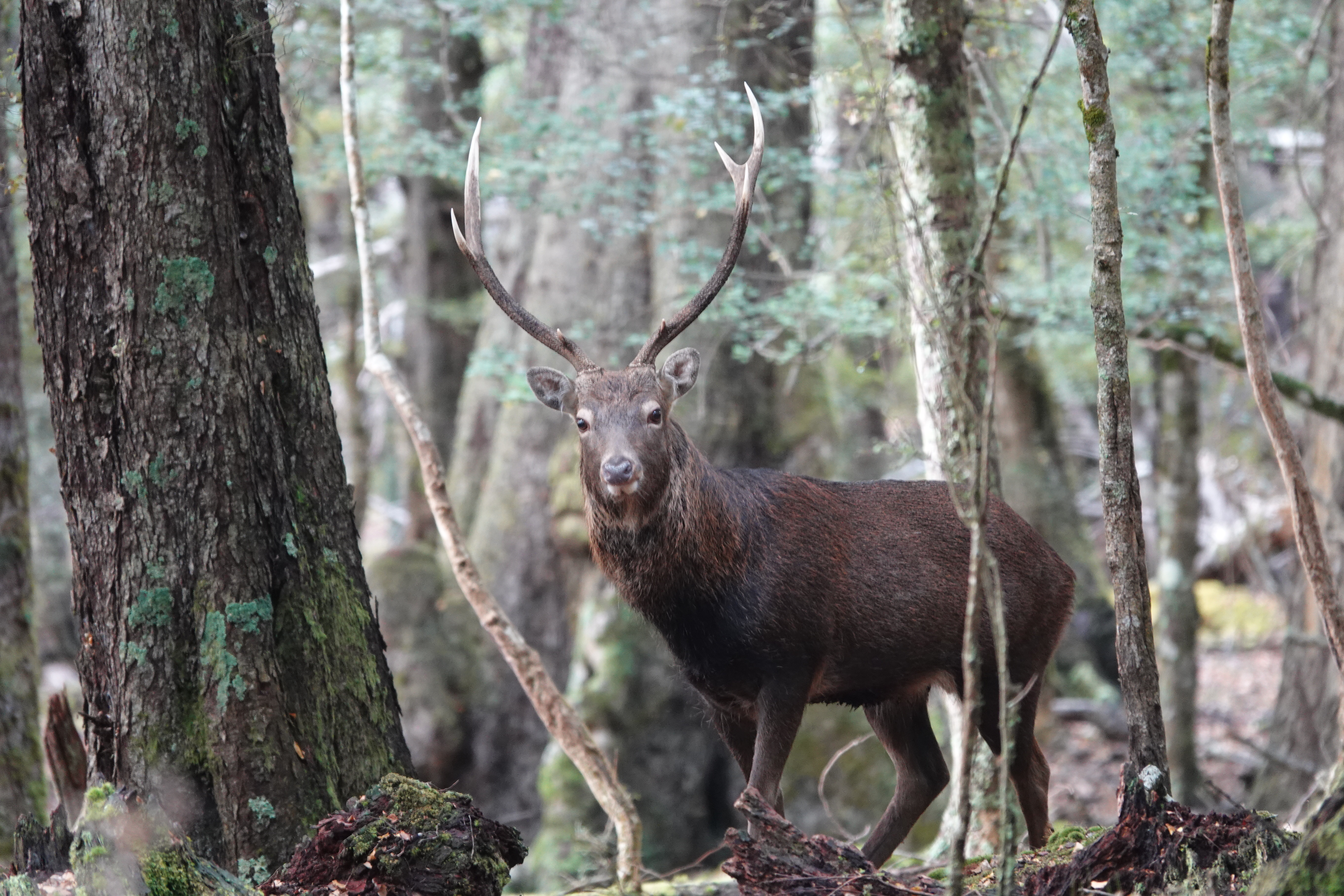 Name:  sika stag.JPG
Views: 692
Size:  7.72 MB