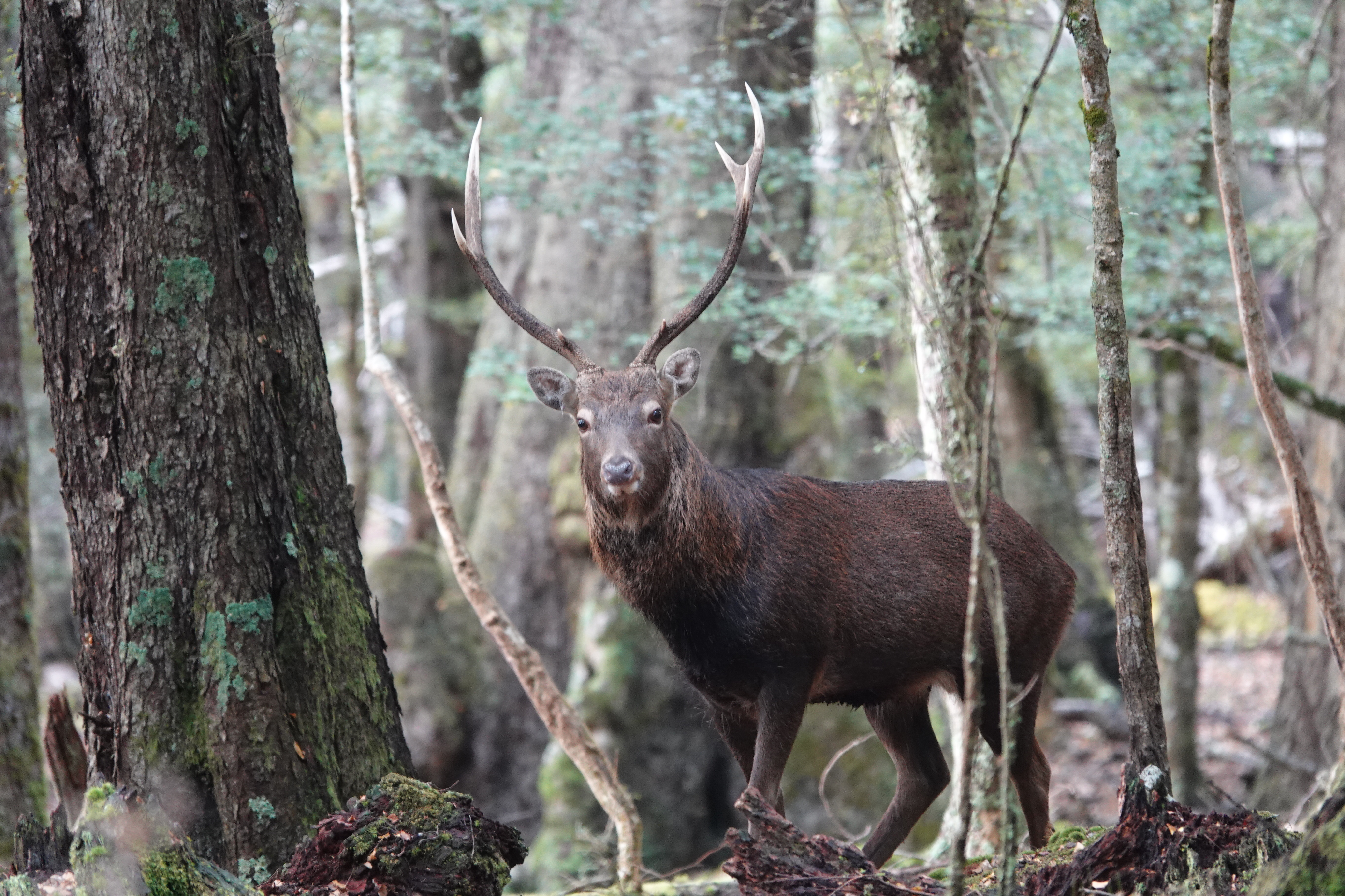 Name:  sika stag.JPG
Views: 768
Size:  7.72 MB