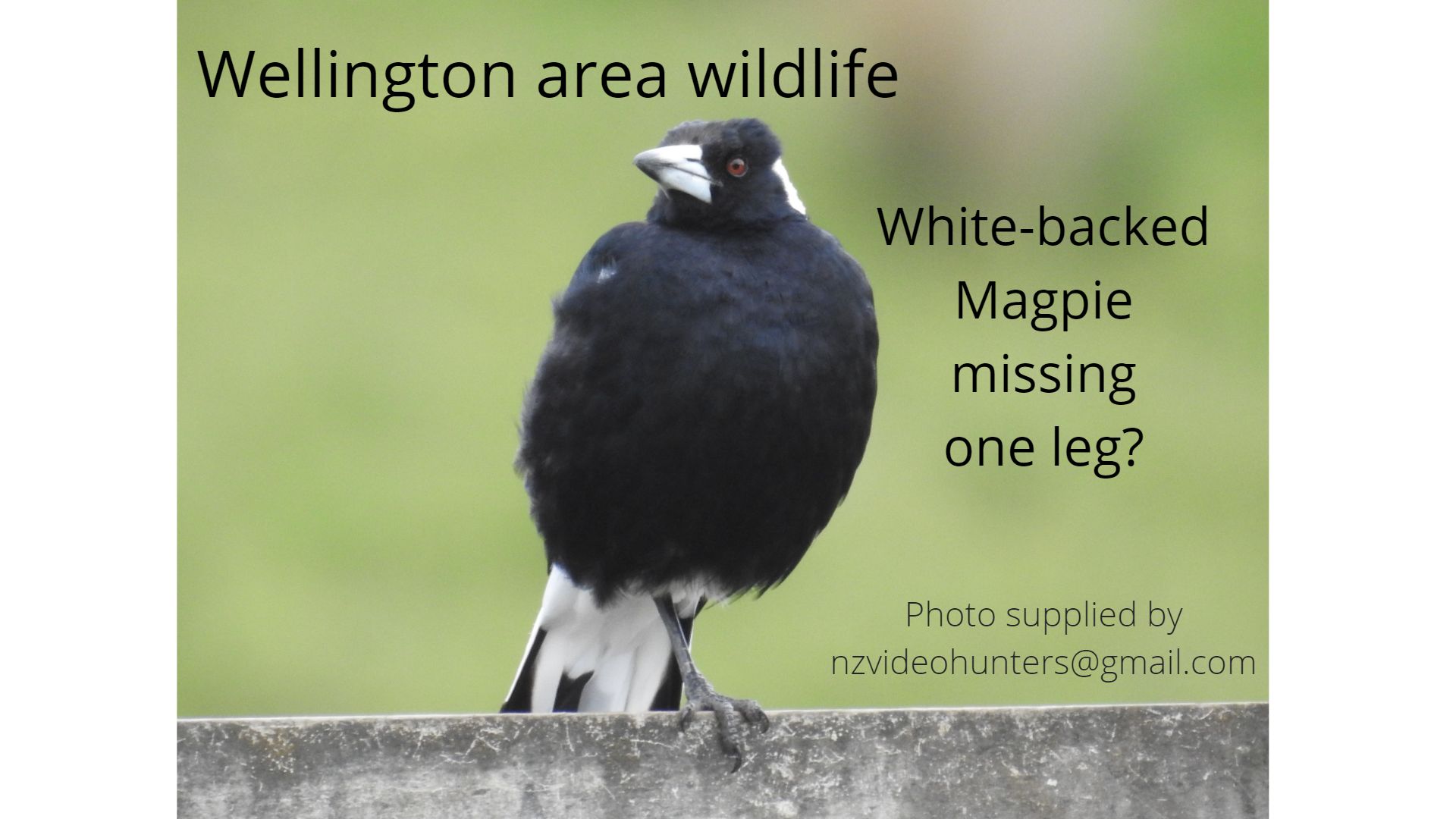 Name:  Magpie.jpg
Views: 90
Size:  149.5 KB