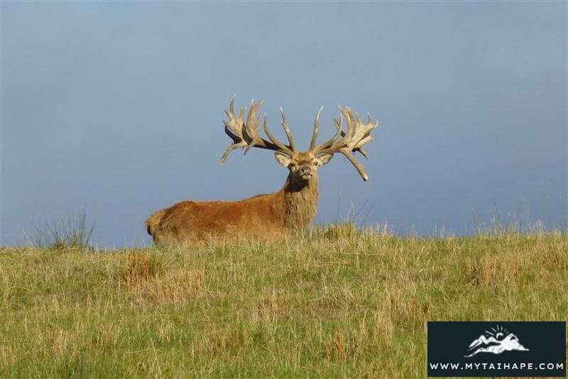 Name:  Monster trophy Red Stag.jpg
Views: 553
Size:  108.4 KB