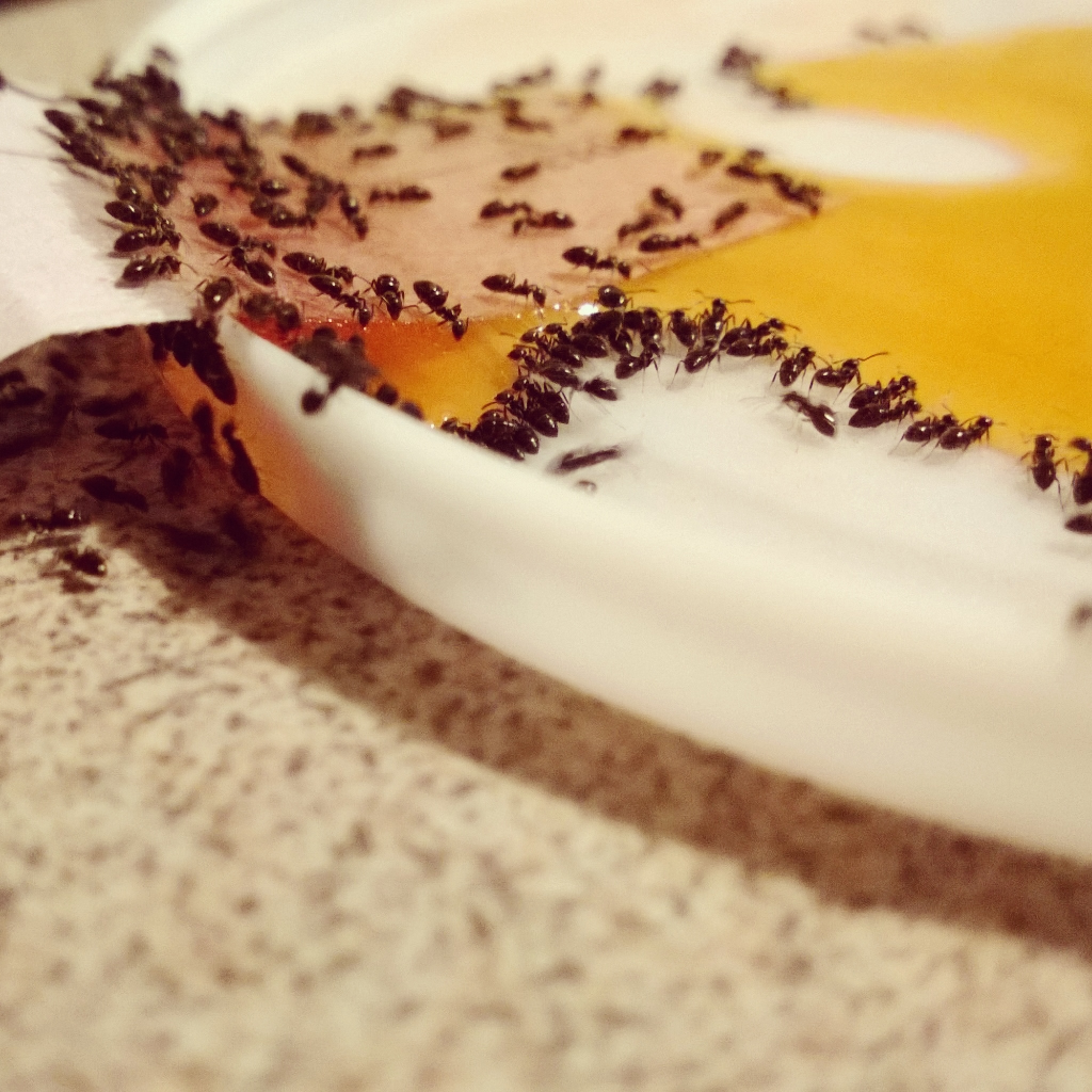 Name:  ants.jpg
Views: 443
Size:  614.9 KB
