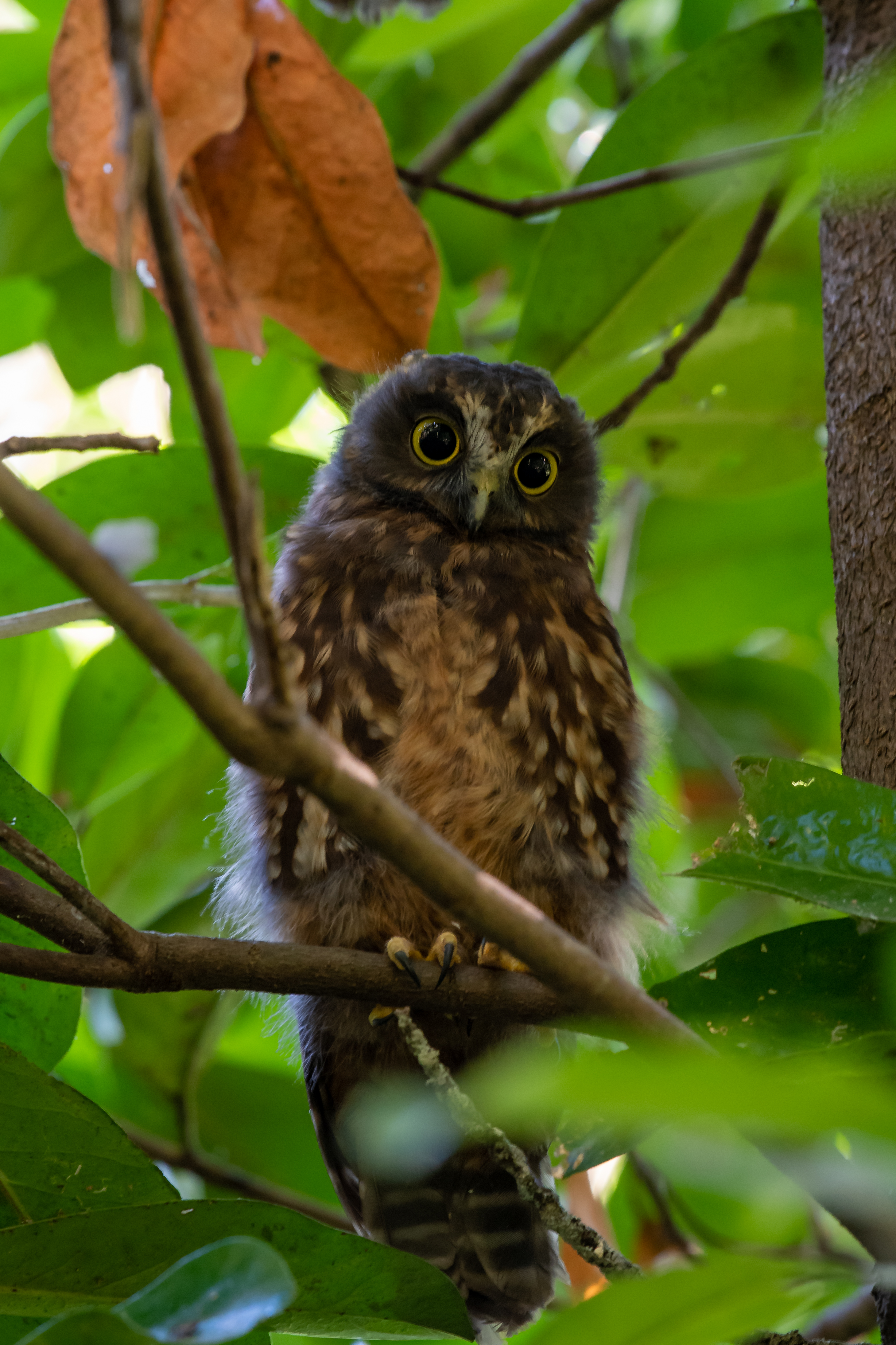 Name:  DSC_8243.jpg
Views: 494
Size:  6.23 MB