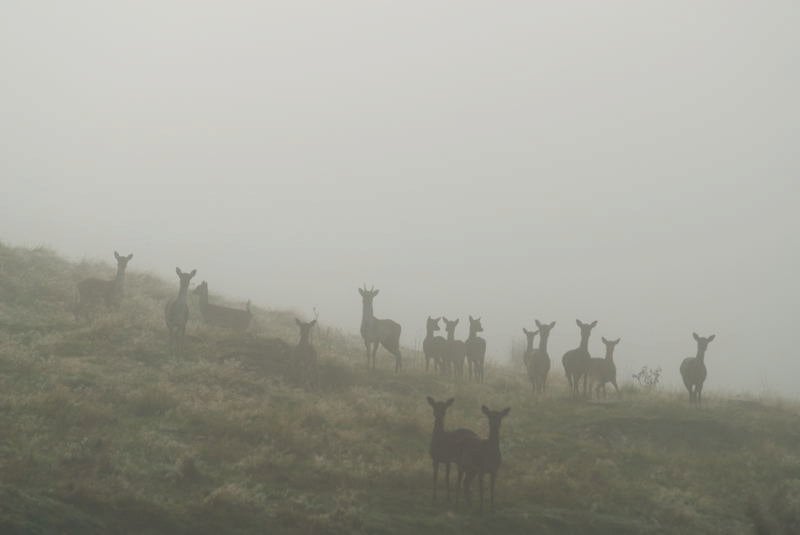 Name:  deer mist.jpg
Views: 622
Size:  19.3 KB