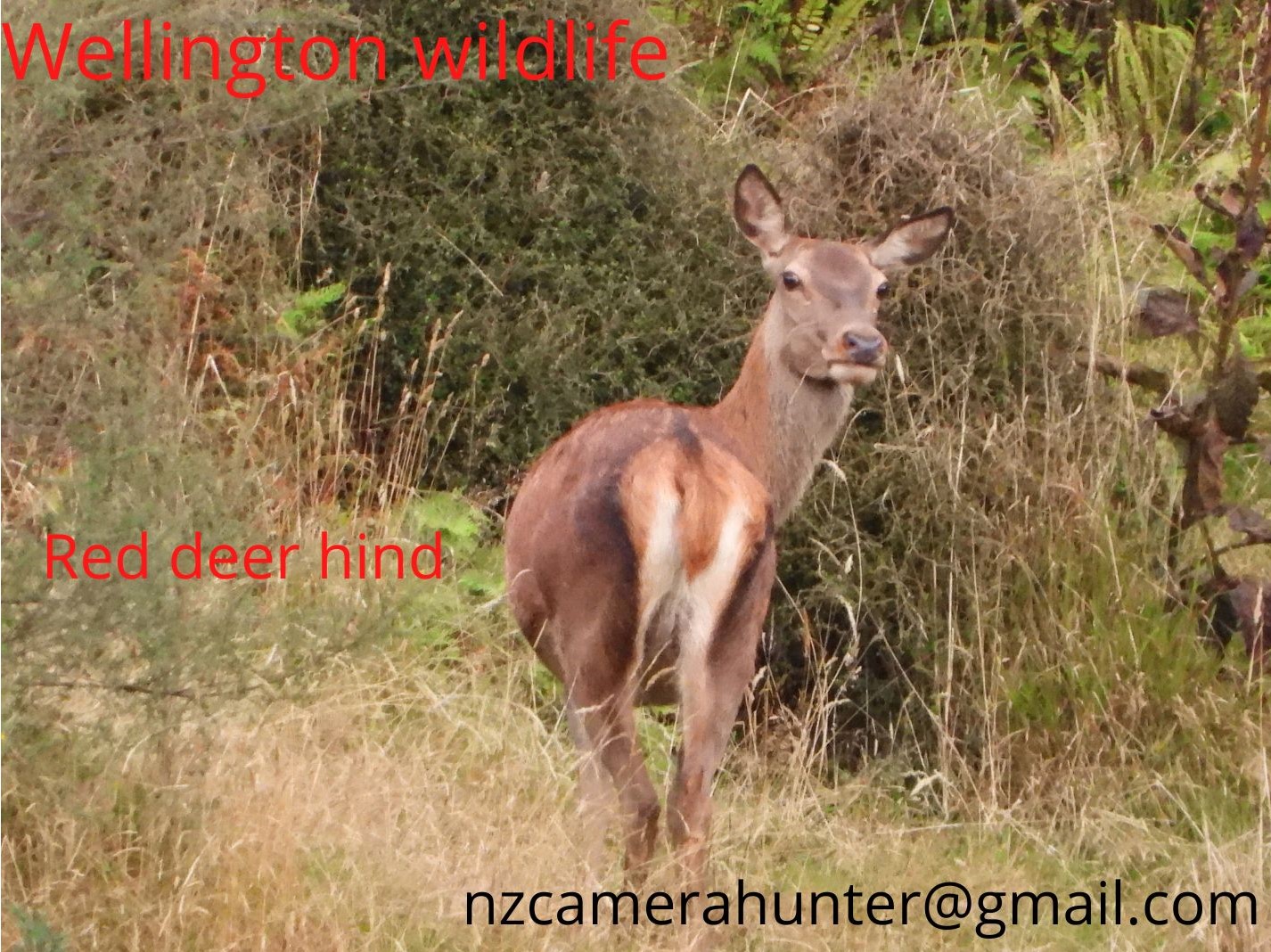 Name:  Wellington wildlife.jpg
Views: 993
Size:  477.1 KB