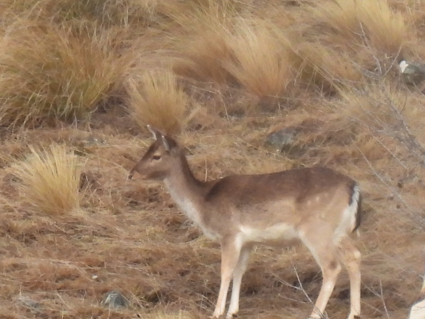 Name:  DSCN0985.JPG
Views: 421
Size:  292.3 KB