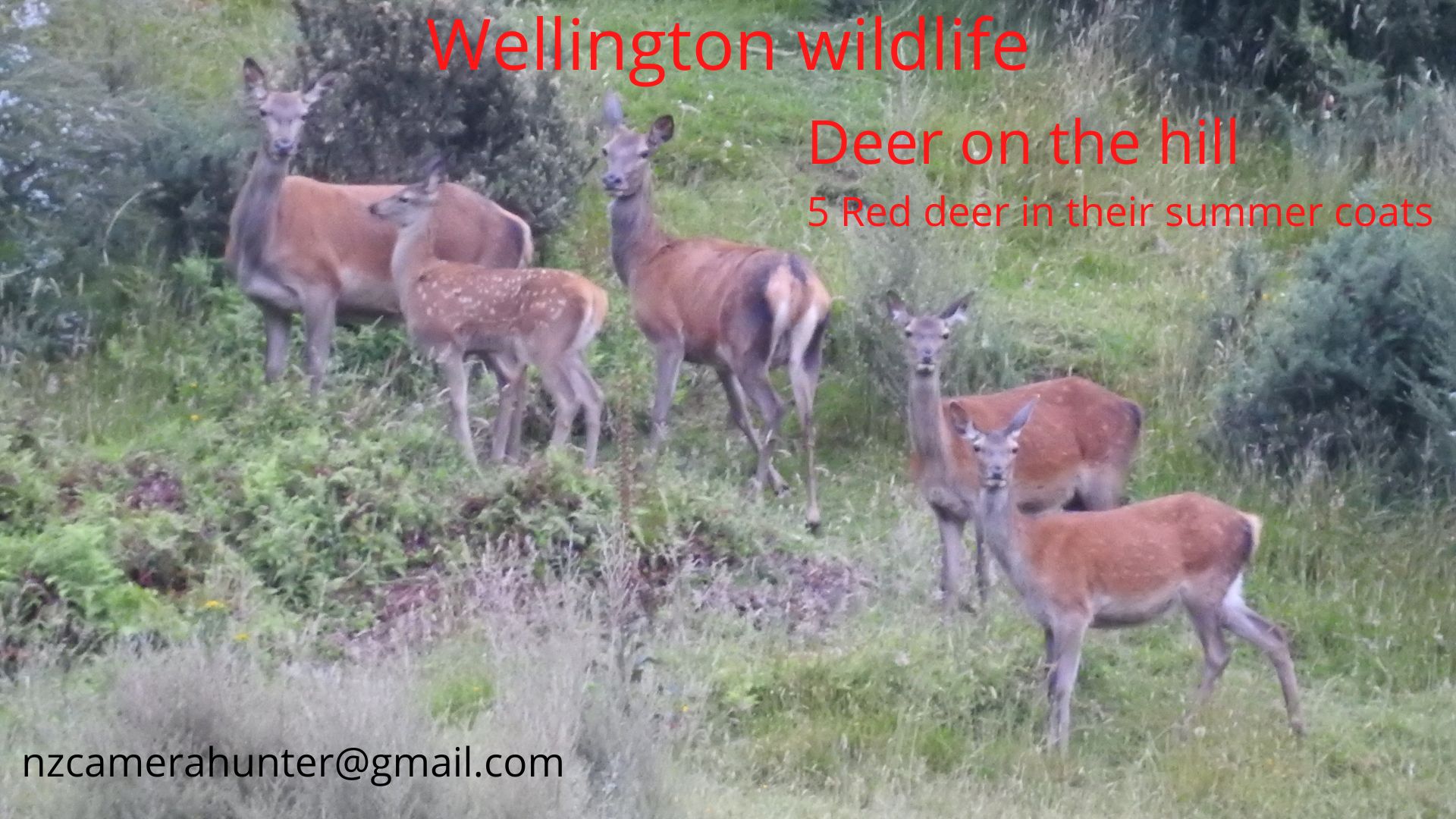 Name:  5 Red deer.jpg
Views: 982
Size:  315.1 KB