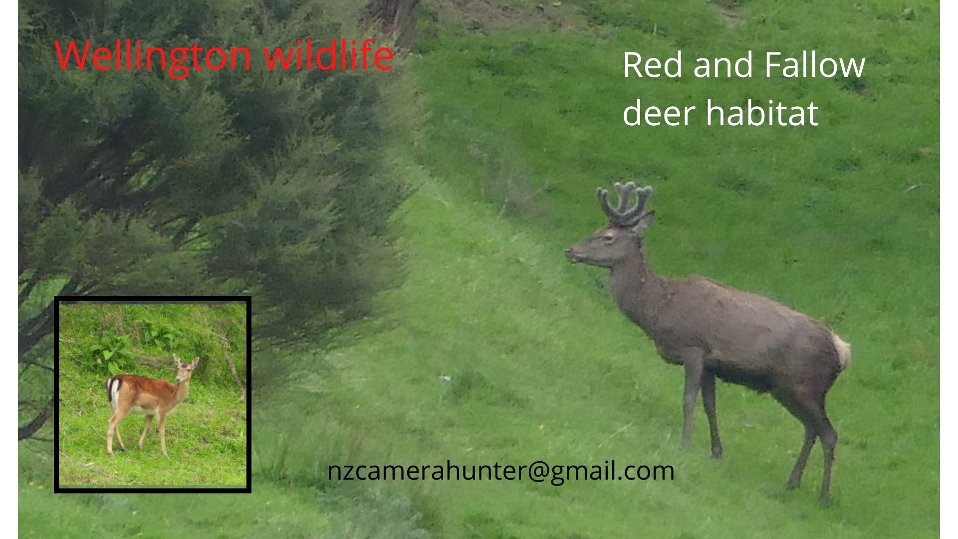 Name:  Red and fallow deer.jpg
Views: 855
Size:  233.1 KB