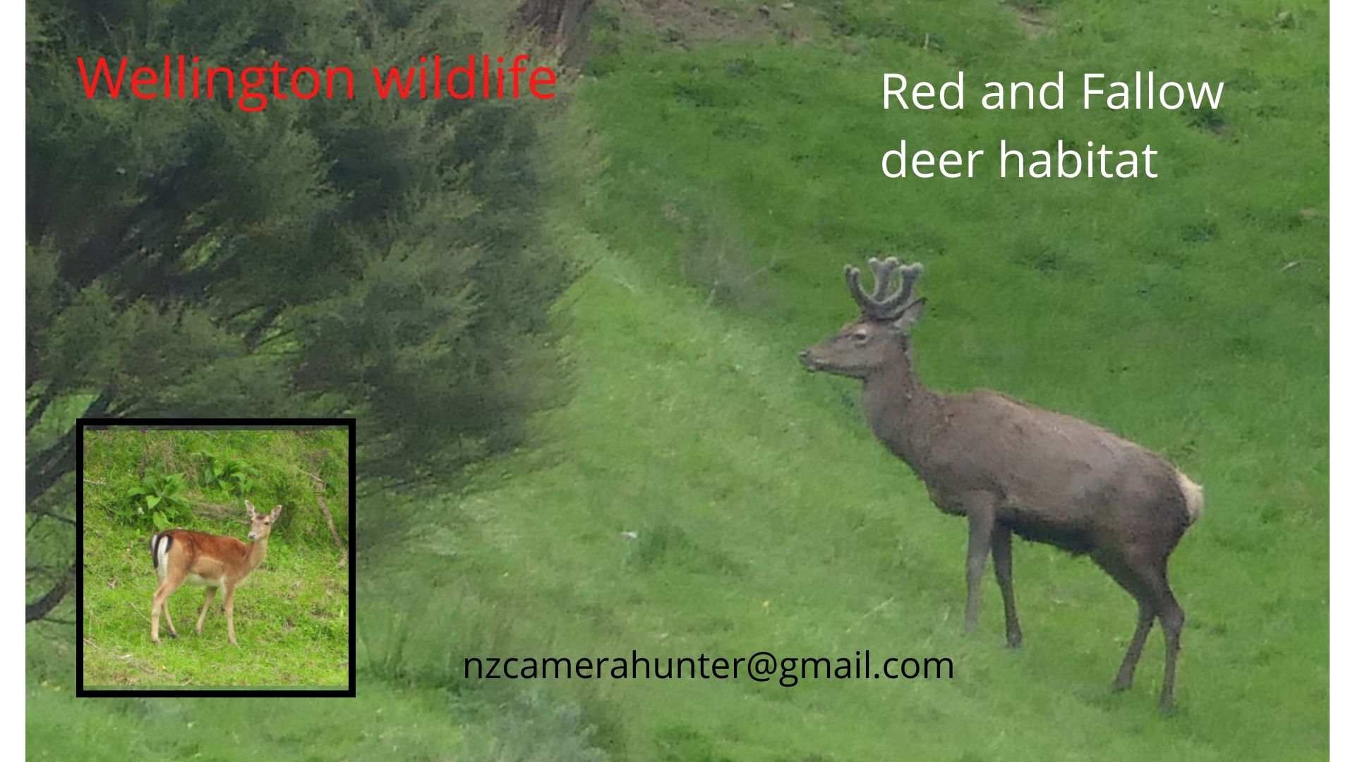 Name:  Red and fallow deer.jpg
Views: 933
Size:  233.1 KB