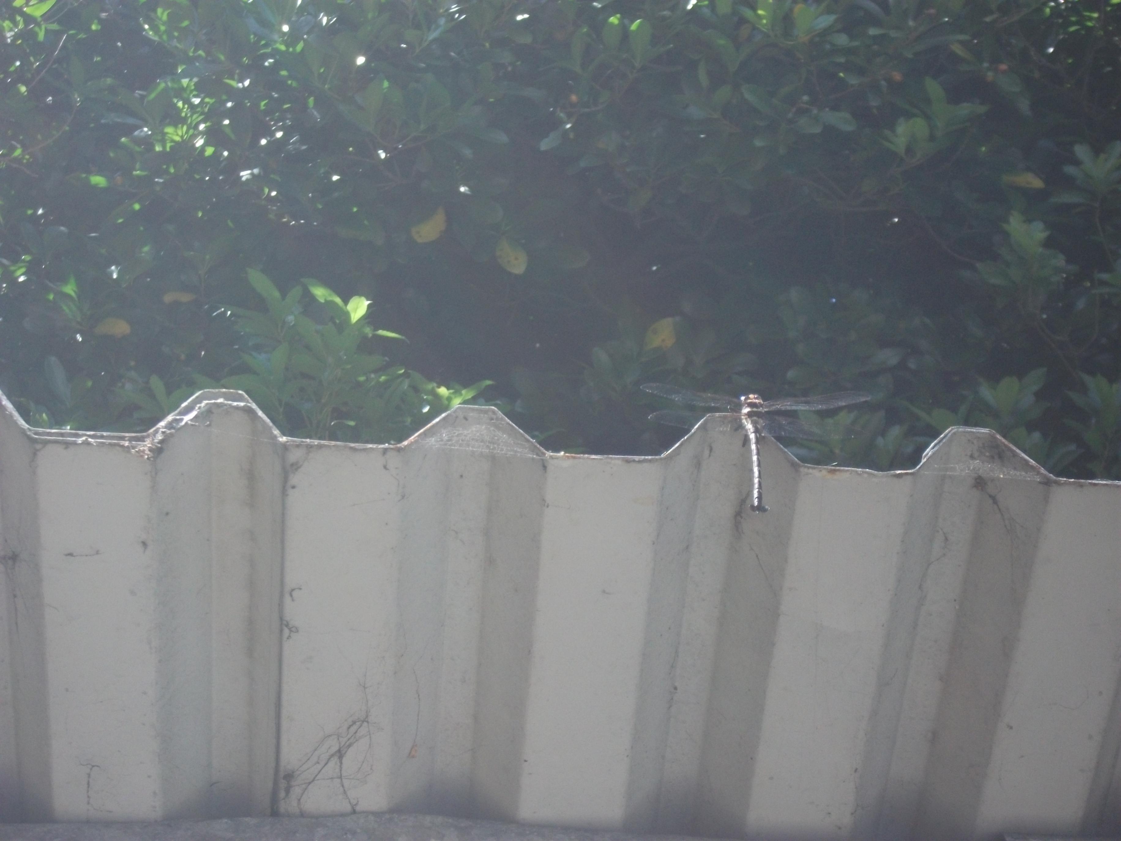 Name:  DSCF1243 Dragonflies.jpg
Views: 738
Size:  572.7 KB