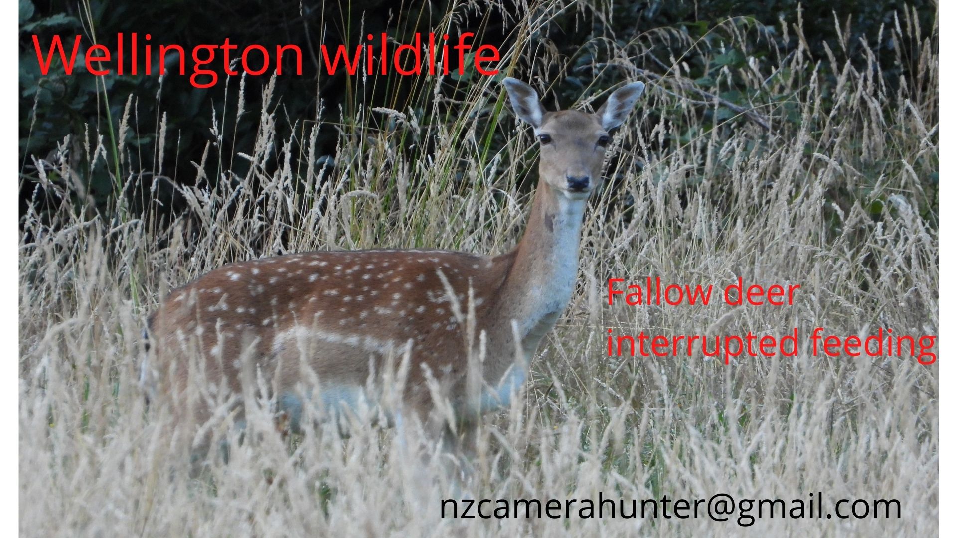 Name:  Fallow deer.jpg
Views: 1167
Size:  394.3 KB