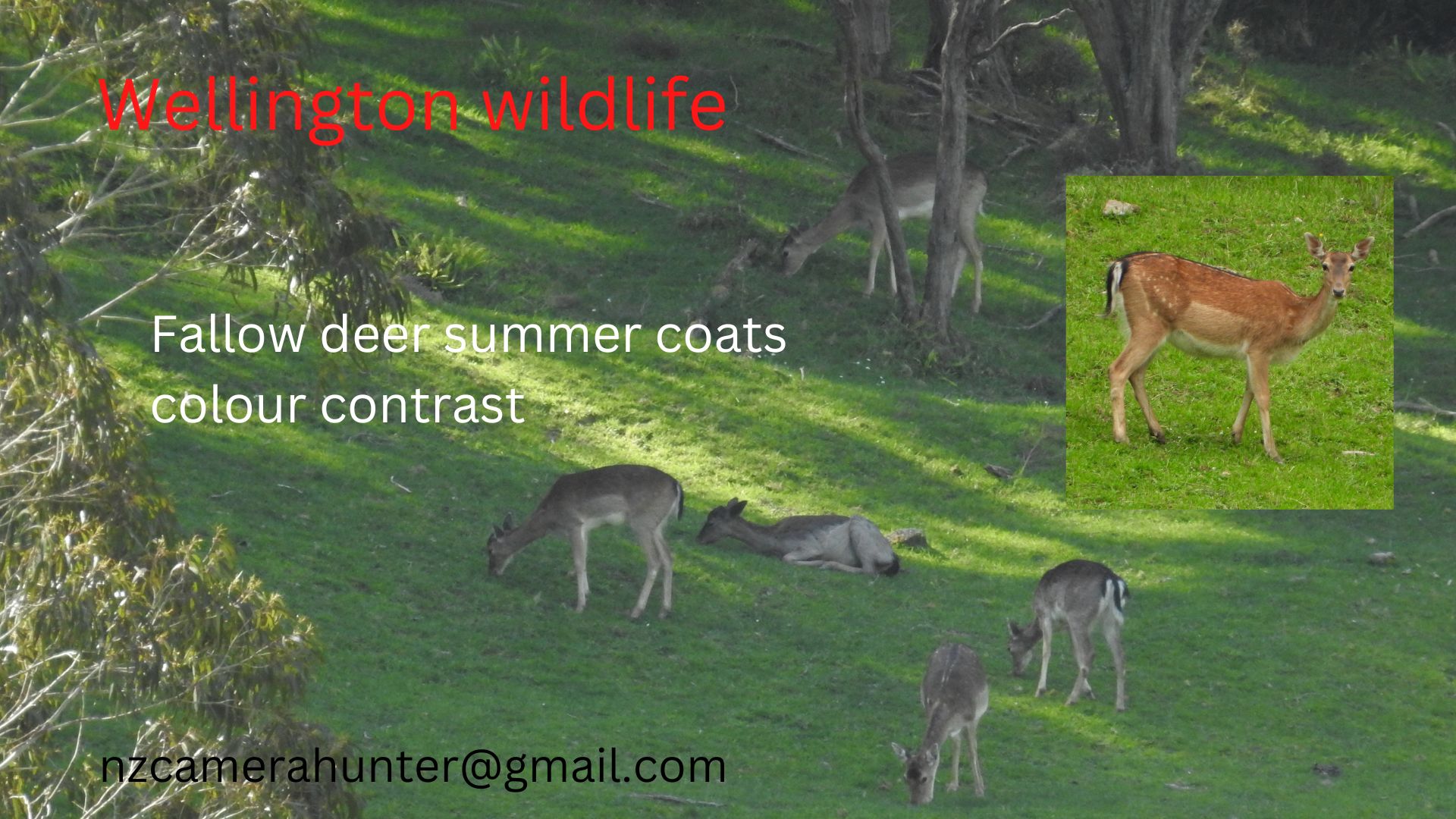 Name:  5 Fallow deer.jpg
Views: 1121
Size:  337.2 KB