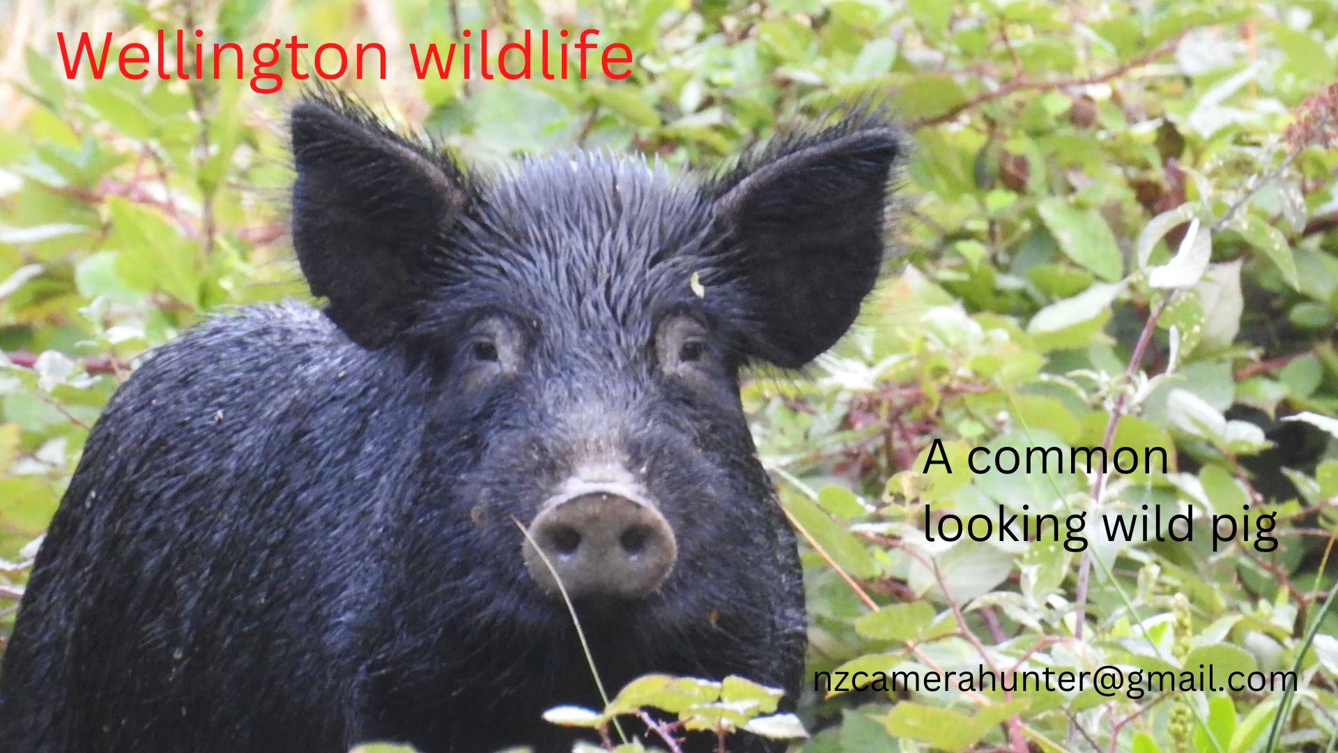 Name:  Common pig.jpg
Views: 1065
Size:  281.4 KB