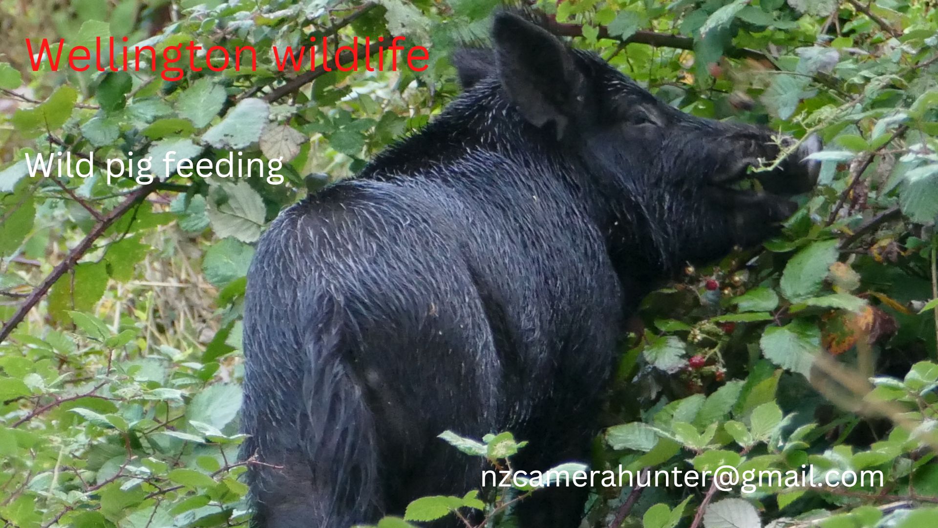 Name:  Wild pig.jpg
Views: 634
Size:  340.4 KB