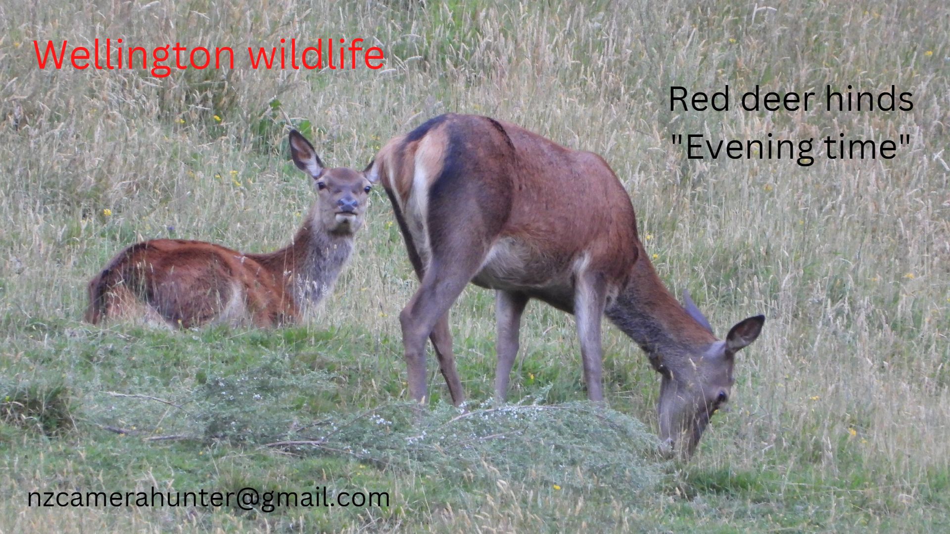 Name:  Red deer hinds evening time.jpg
Views: 462
Size:  388.5 KB