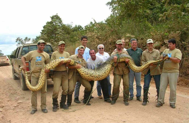Name:  giant snake.jpg
Views: 1728
Size:  95.0 KB