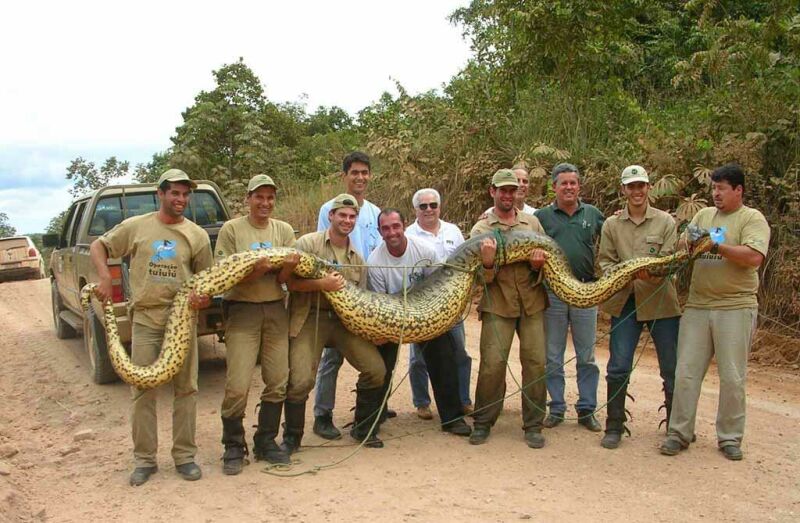 Name:  giant snake.jpg
Views: 1760
Size:  95.0 KB