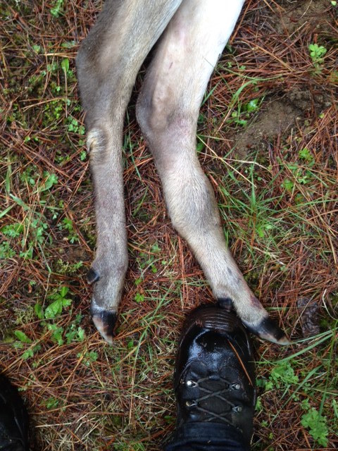 Name:  Broken leg.JPG
Views: 317
Size:  144.9 KB