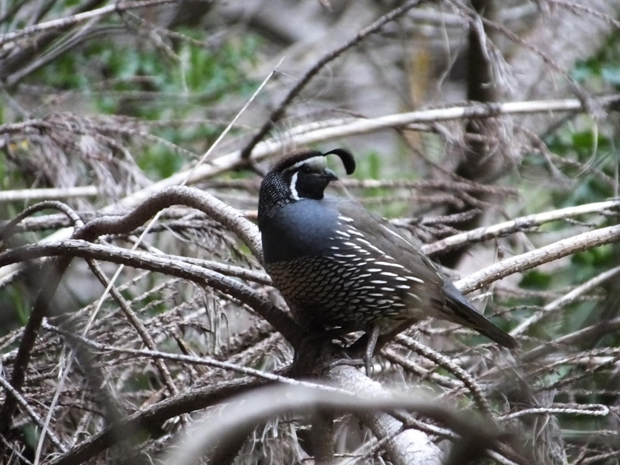 Name:  quail.jpg
Views: 1847
Size:  363.0 KB