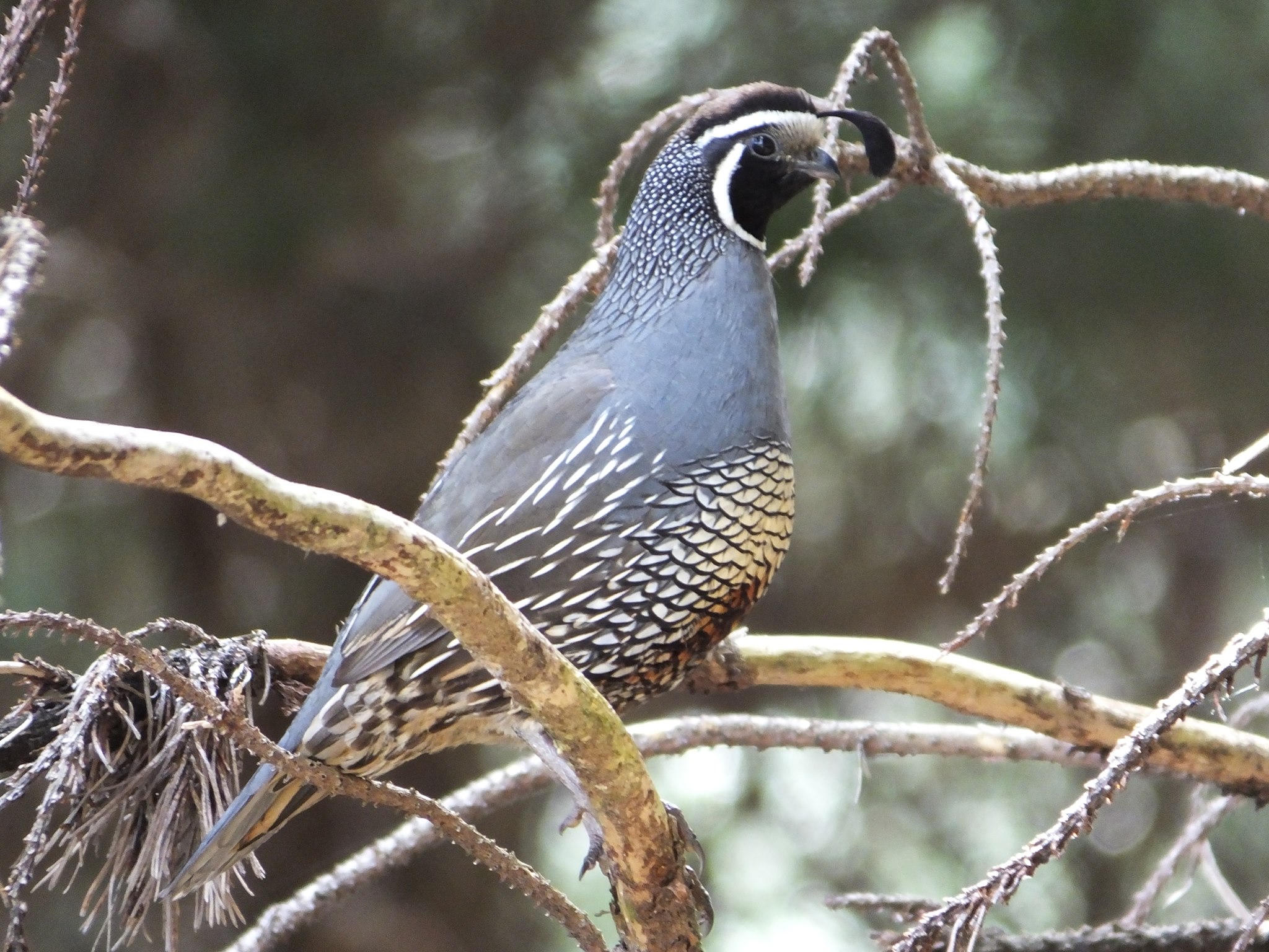 Name:  quail2.jpg
Views: 2348
Size:  538.3 KB