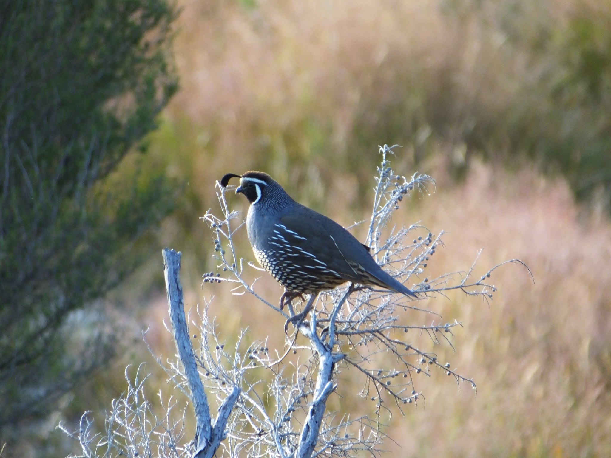 Name:  quail3.jpg
Views: 1727
Size:  457.3 KB